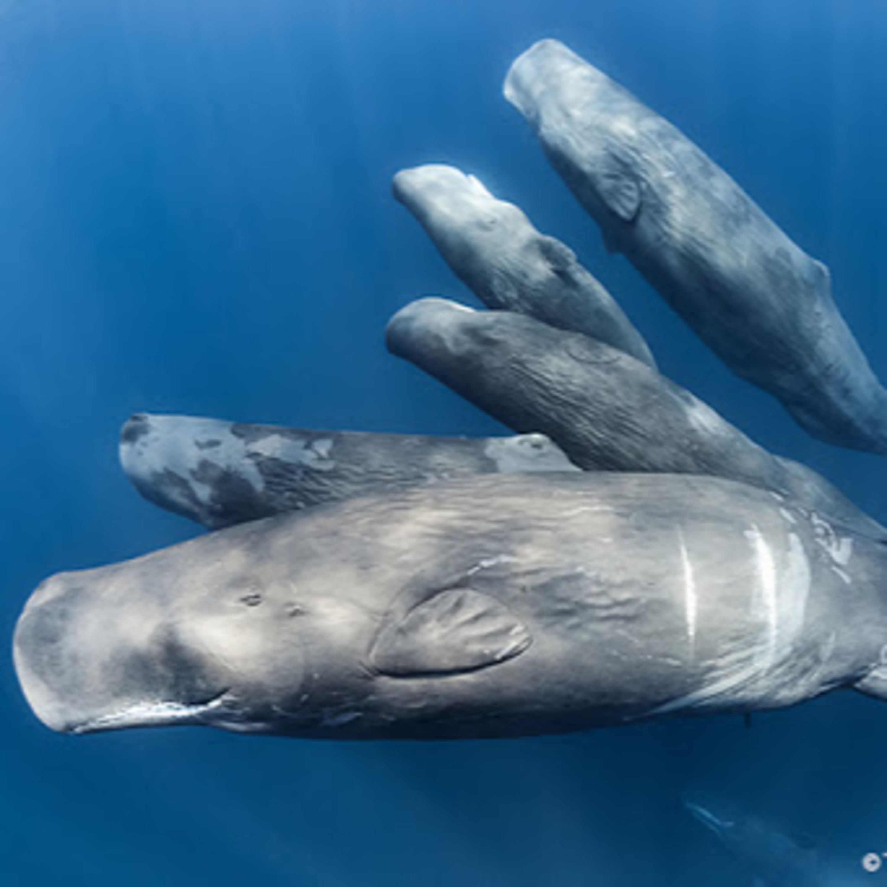 Hal Whitehead S2:E15 - The Subcultures of Sperm Whales & How this is Changing ...