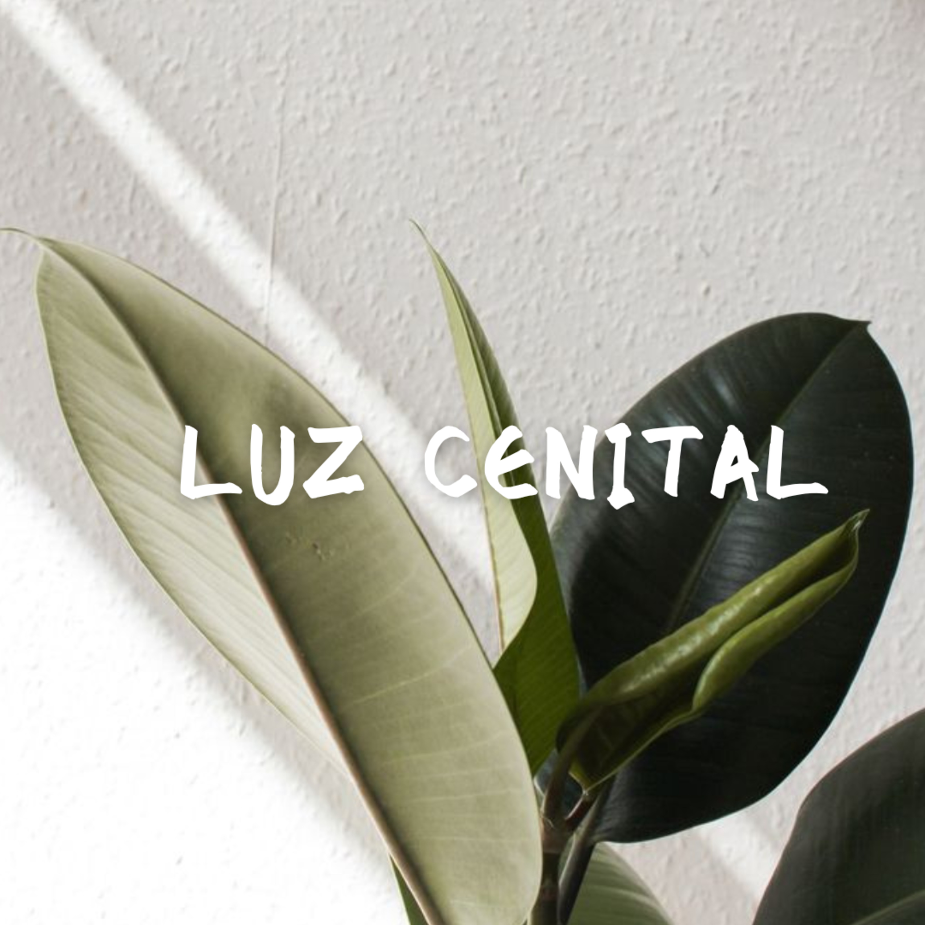 SEGUIR LA LUZ