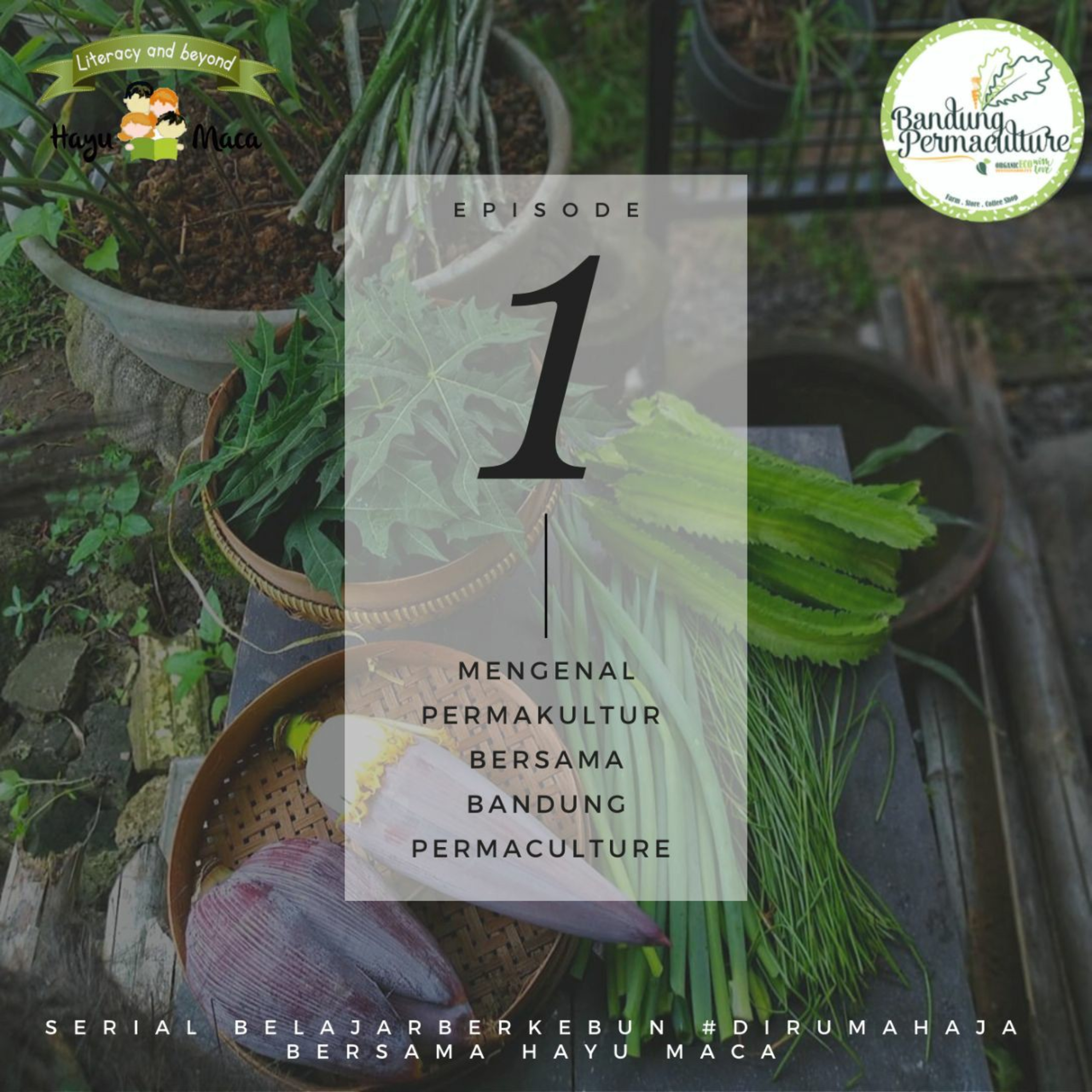 Podcast Hayu Maca
