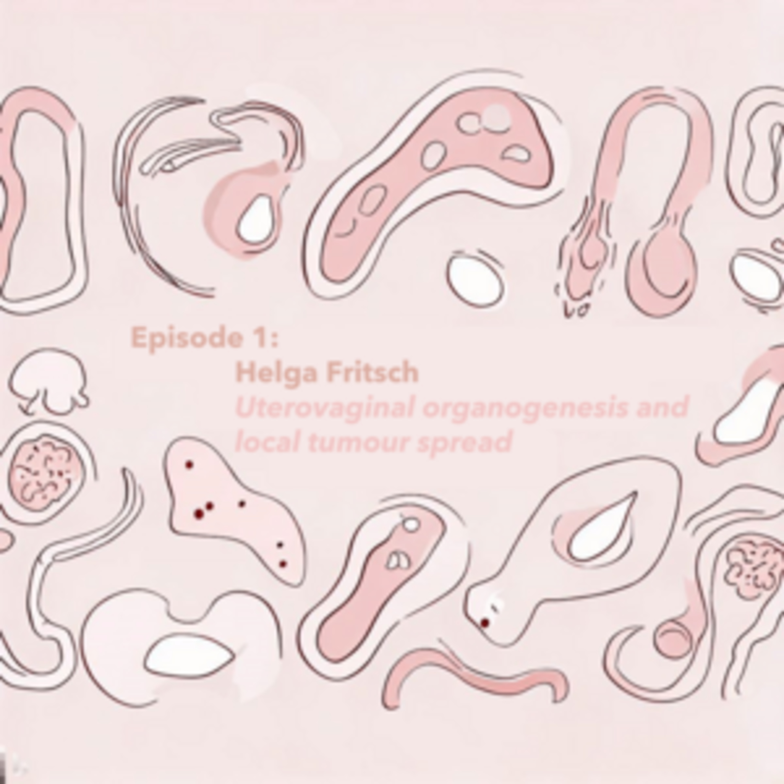 Episode 1: Helga Fritsch & Die Entwicklung uterovaginaler Kompartimente