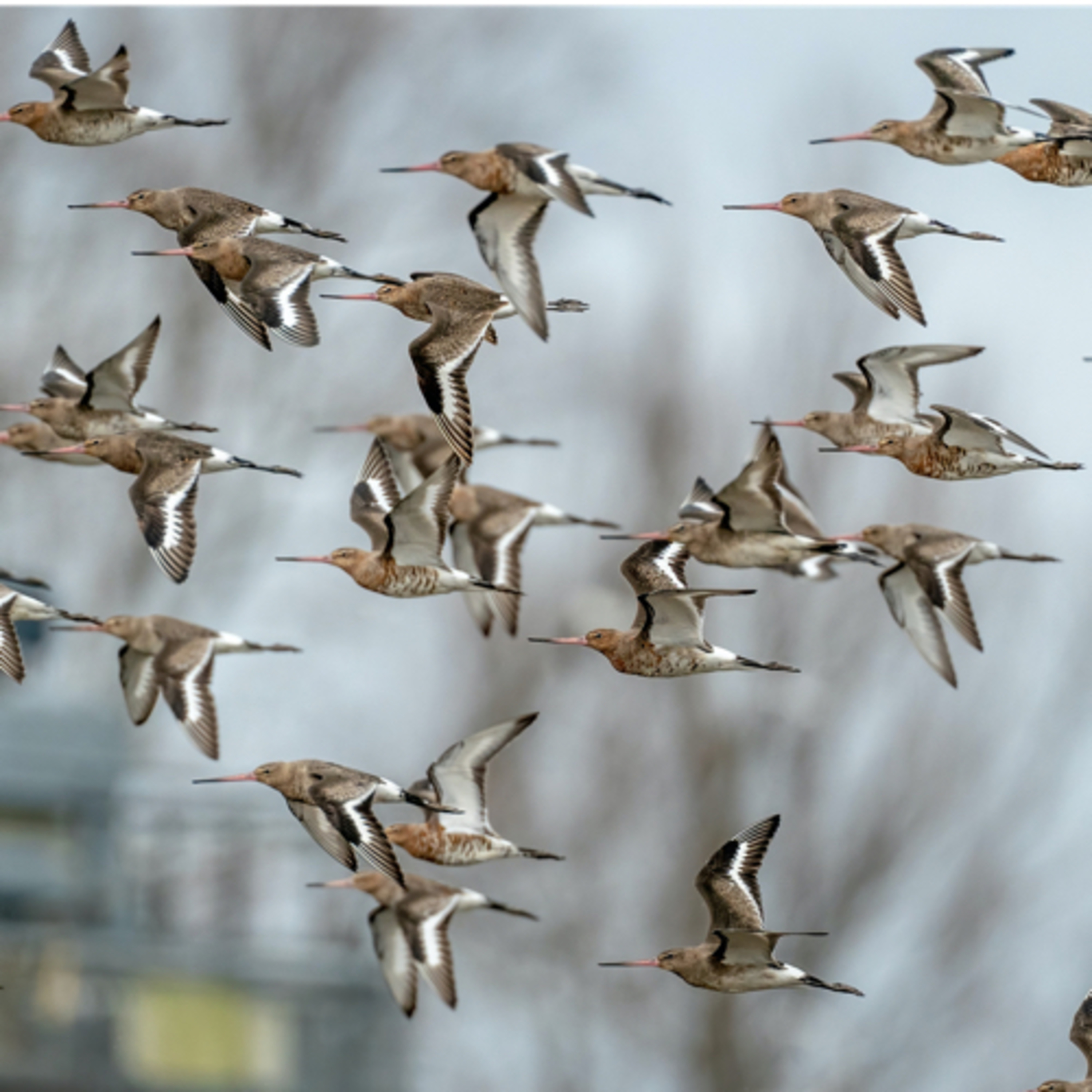 The Ballet of the Black-tailed Godwit episode artwork