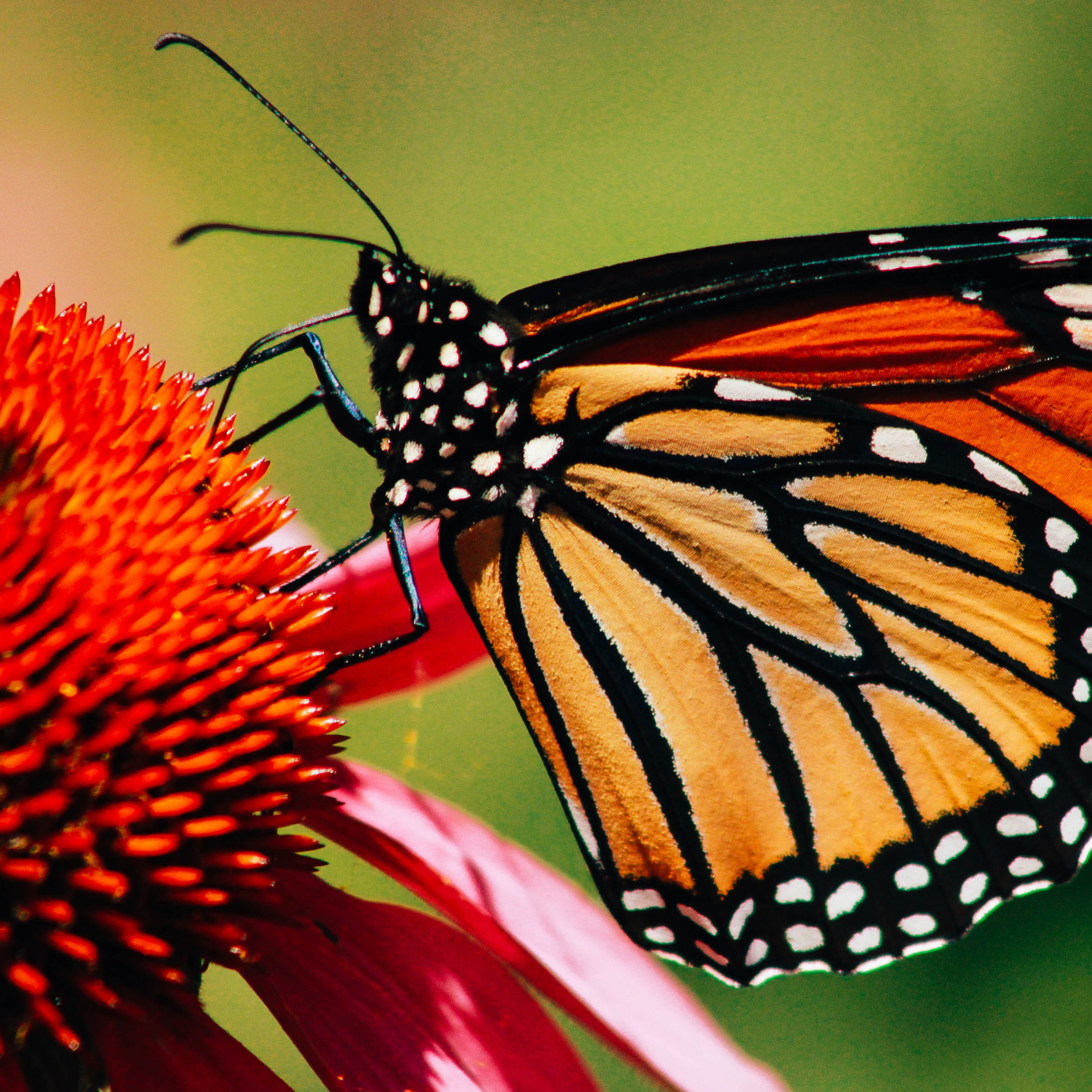 Monarchs: A Colorful Journey, Perilous Future
