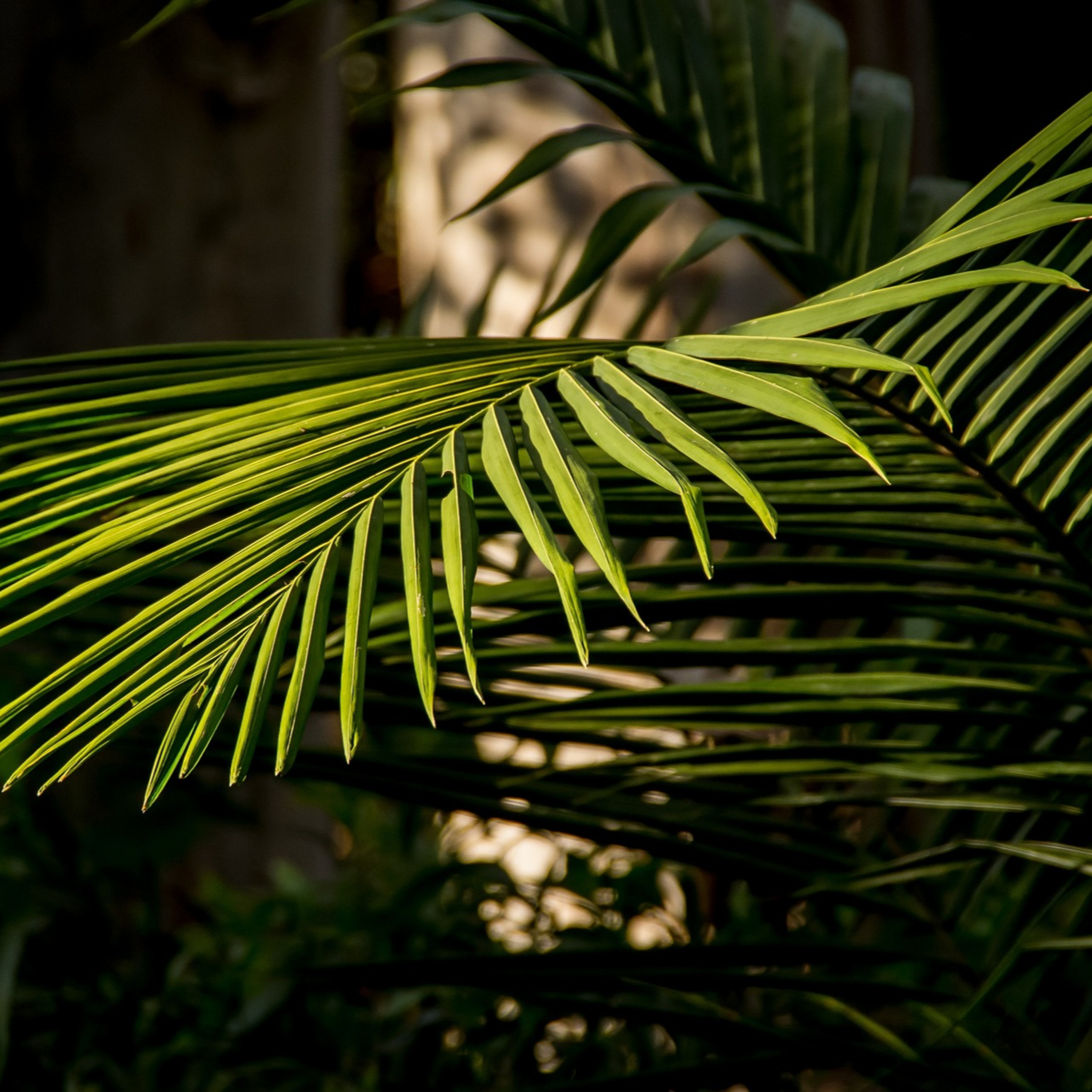 Palm Sunday episode artwork
