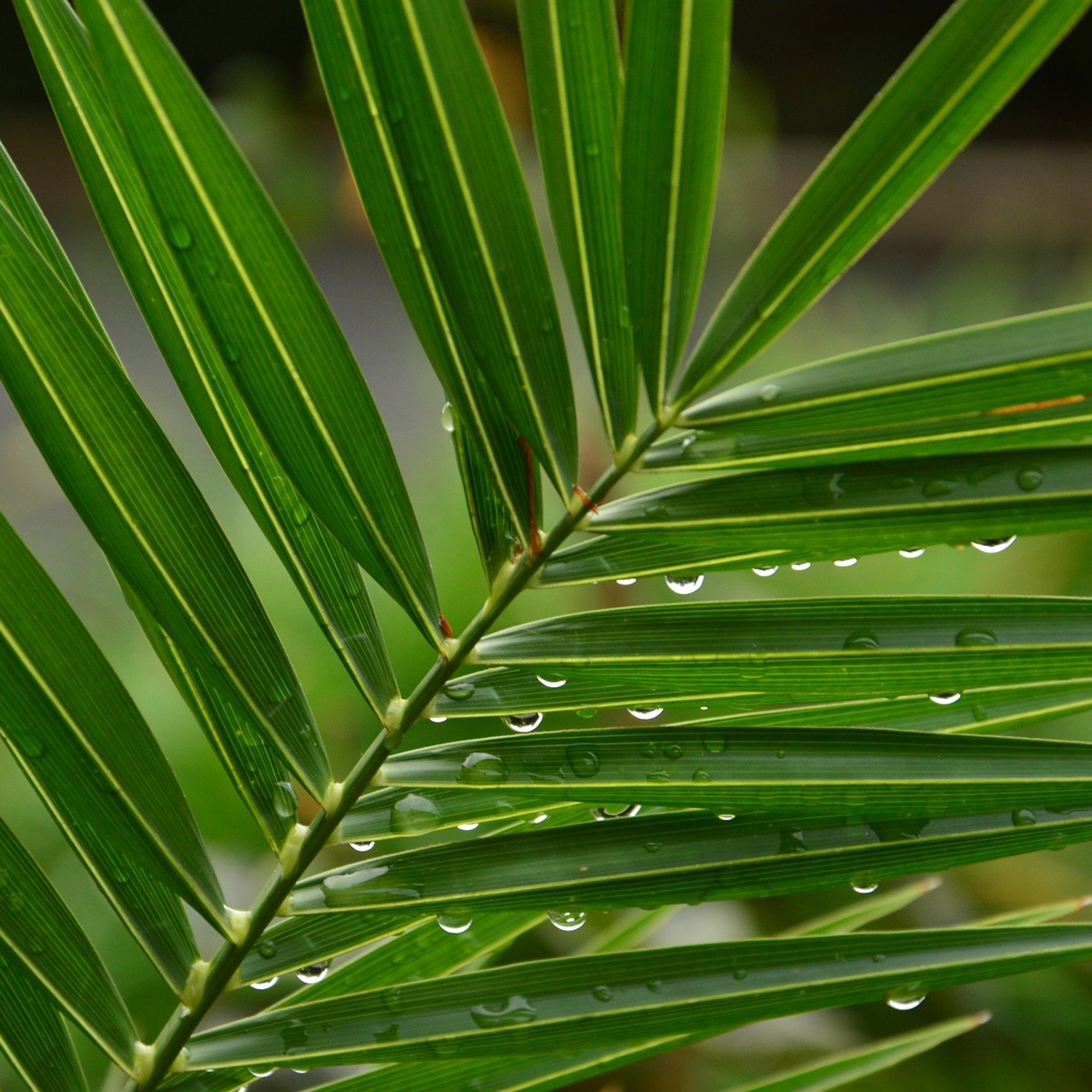 Palm Sunday episode artwork