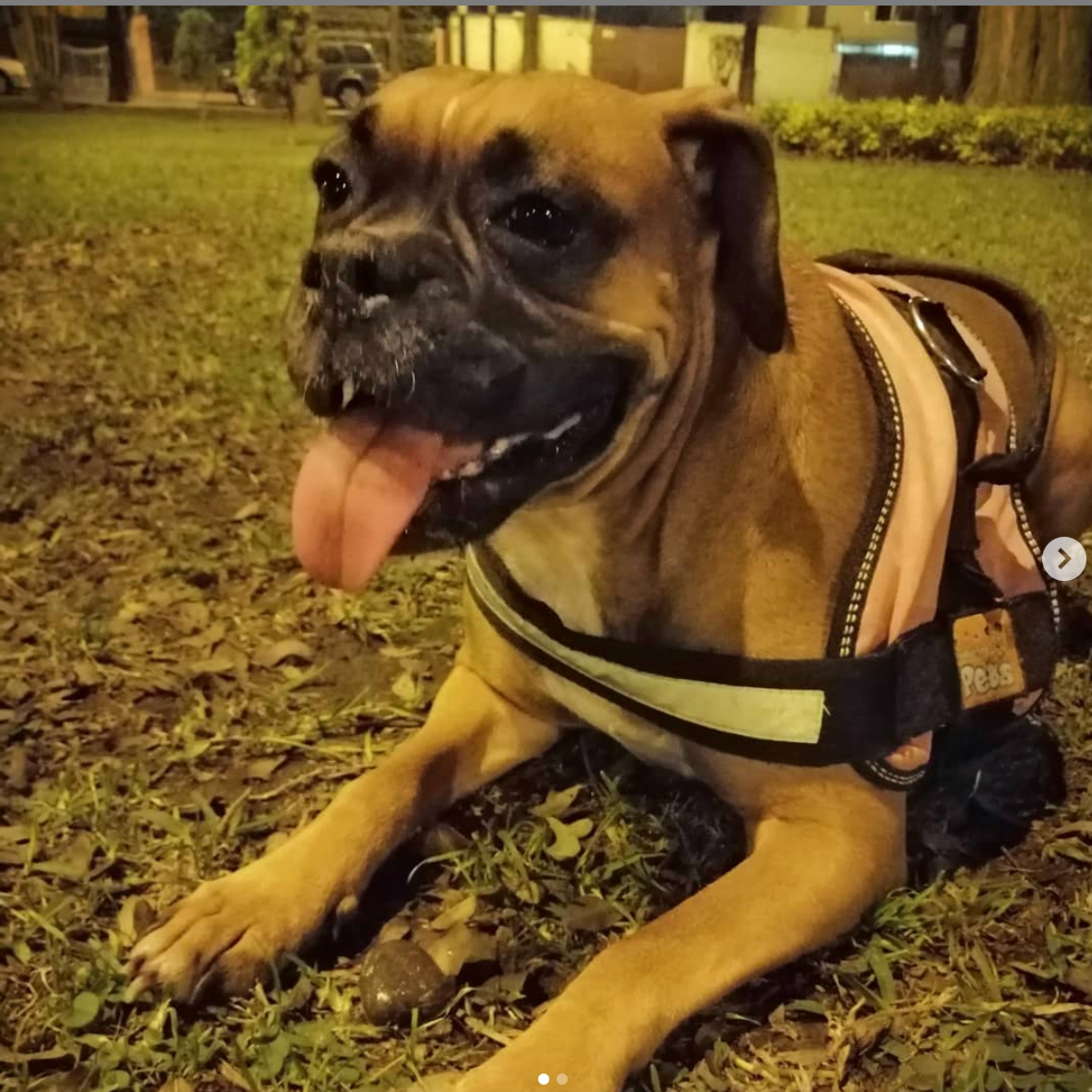 Historias de Mascotas