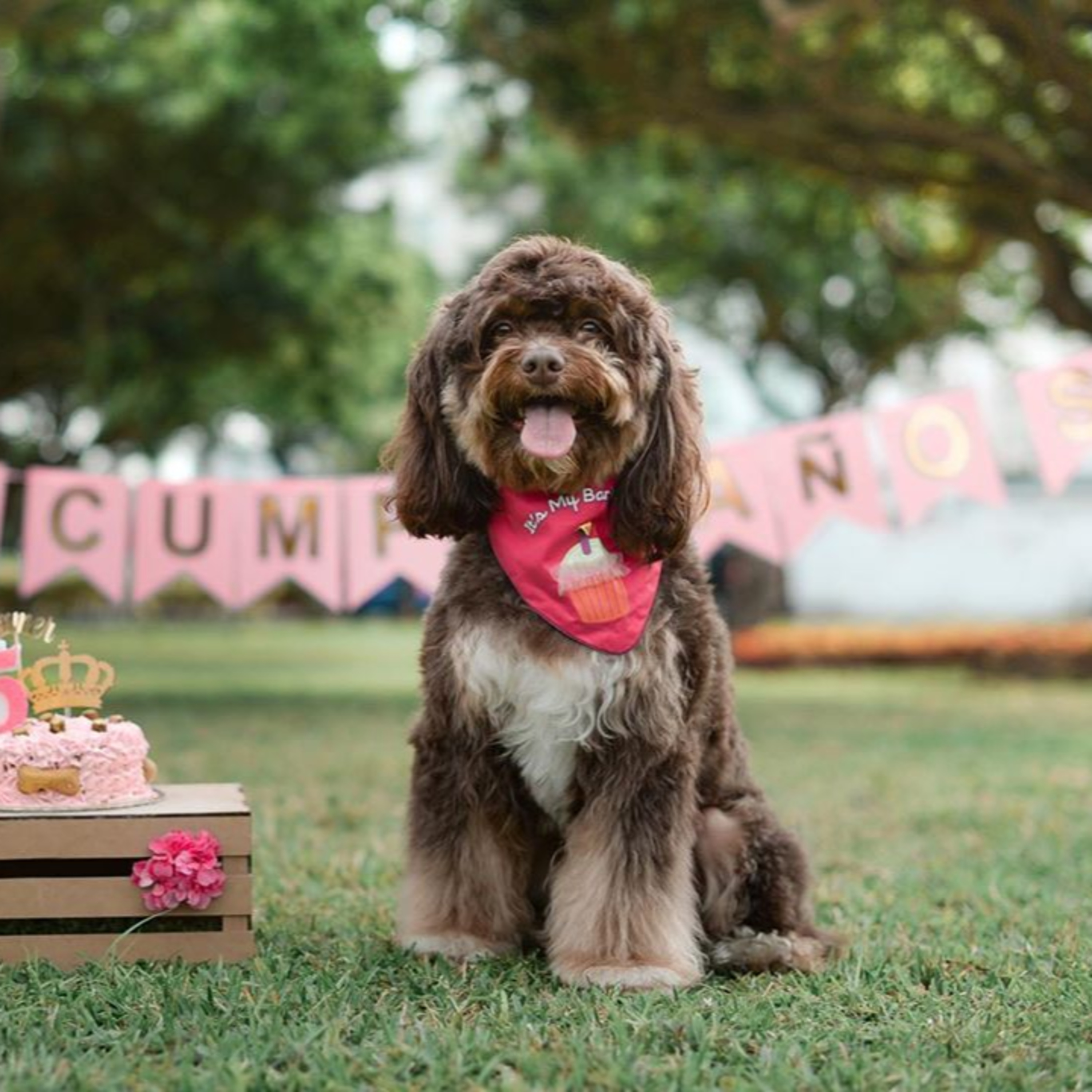 Historias de Mascotas