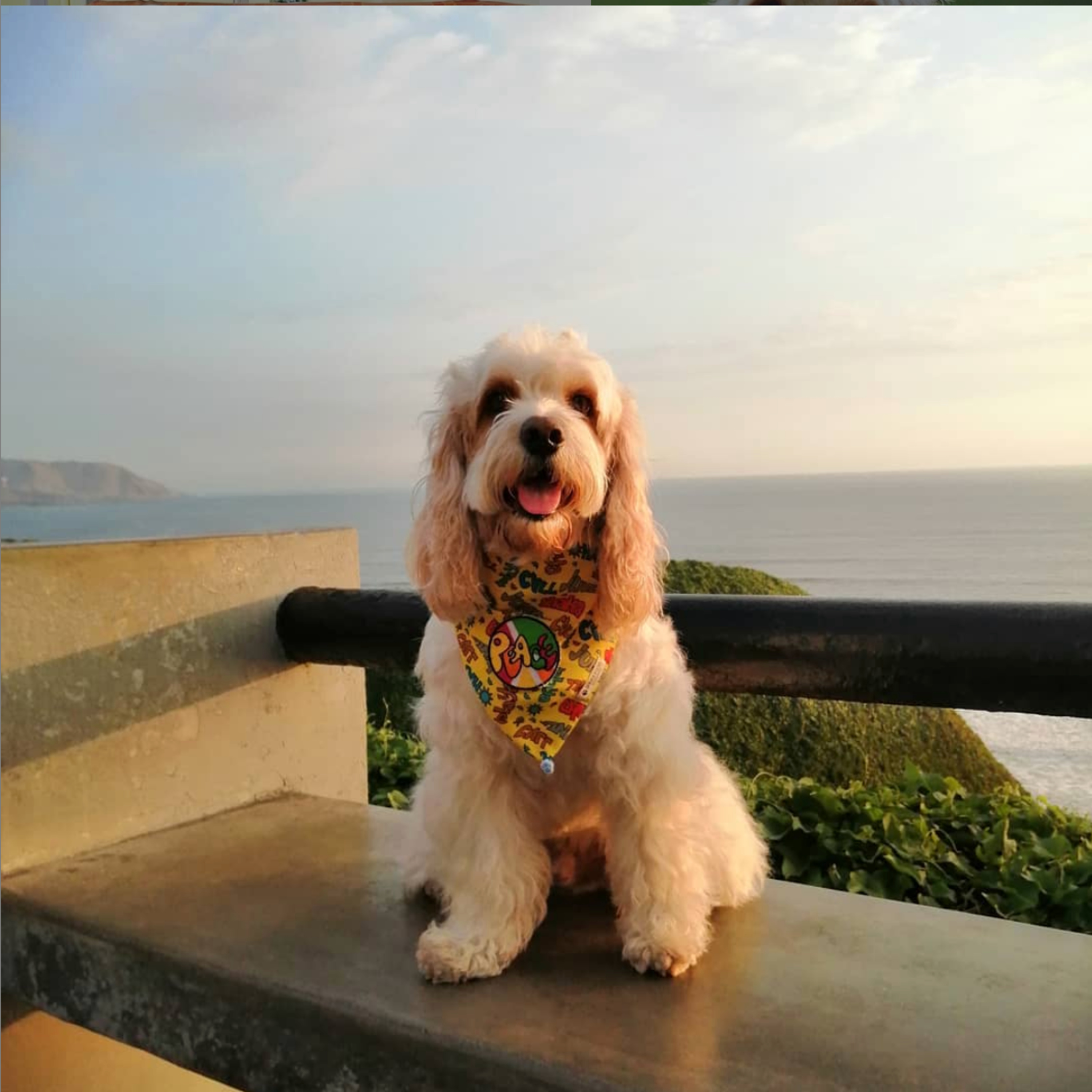 Historias de Mascotas