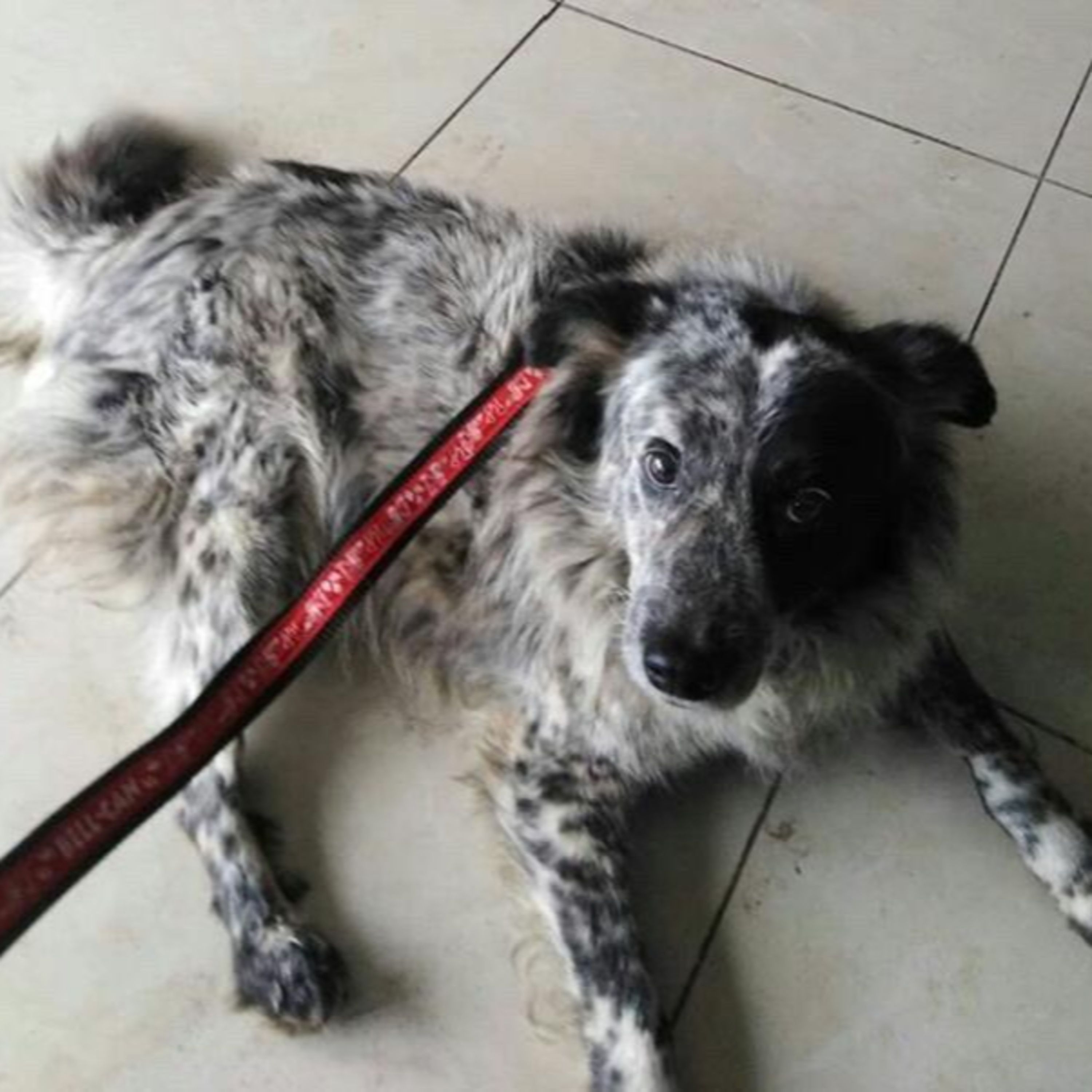 Historias de Mascotas