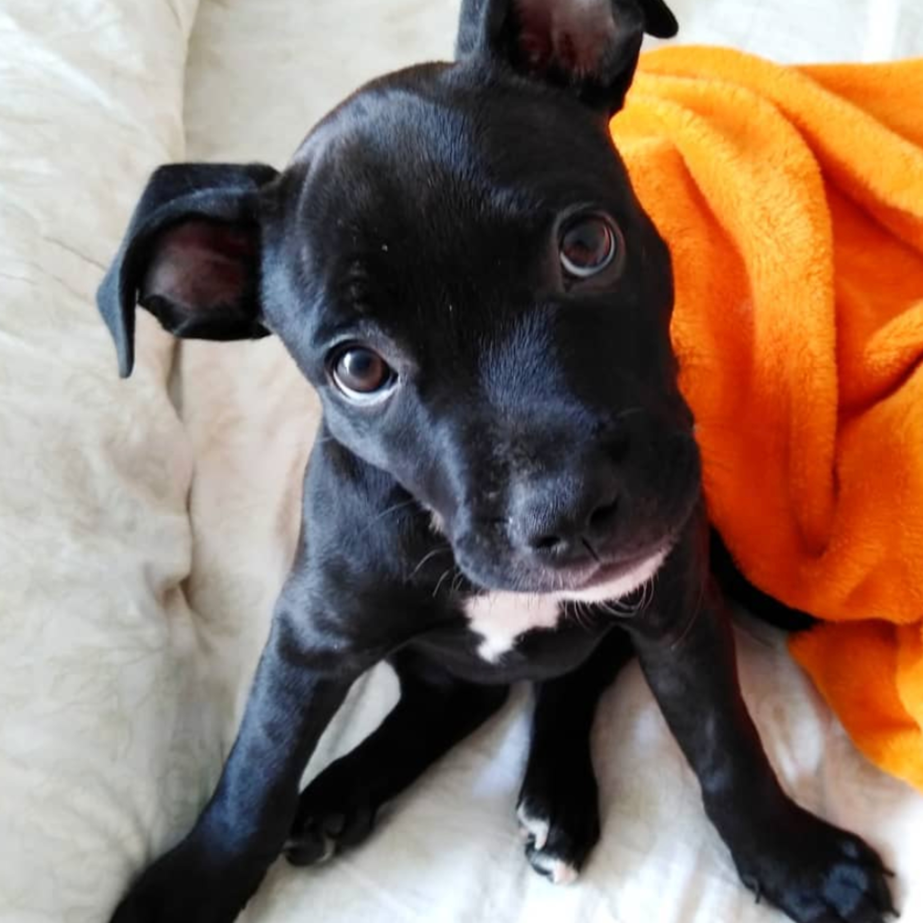 Historias de Mascotas