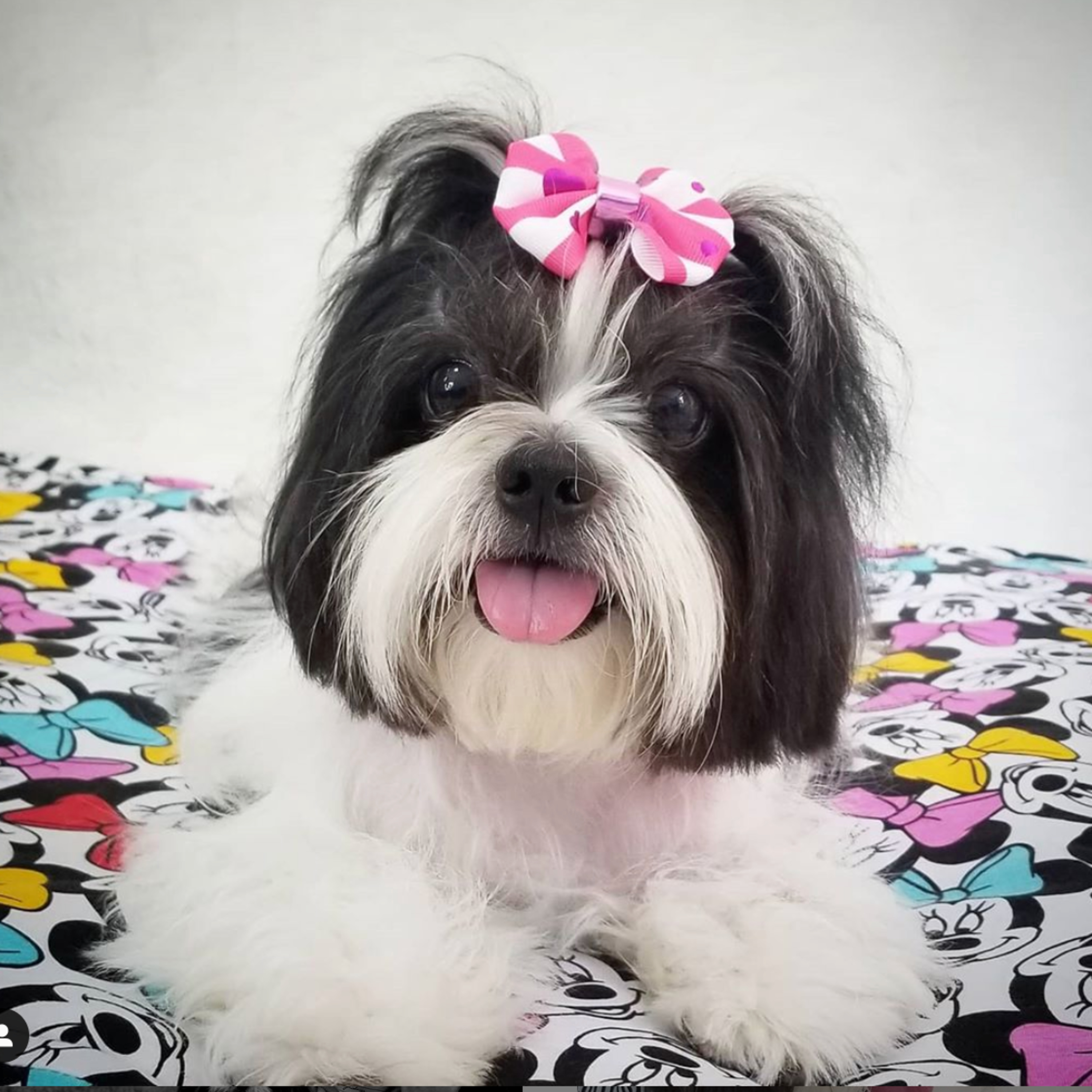 Historias de Mascotas