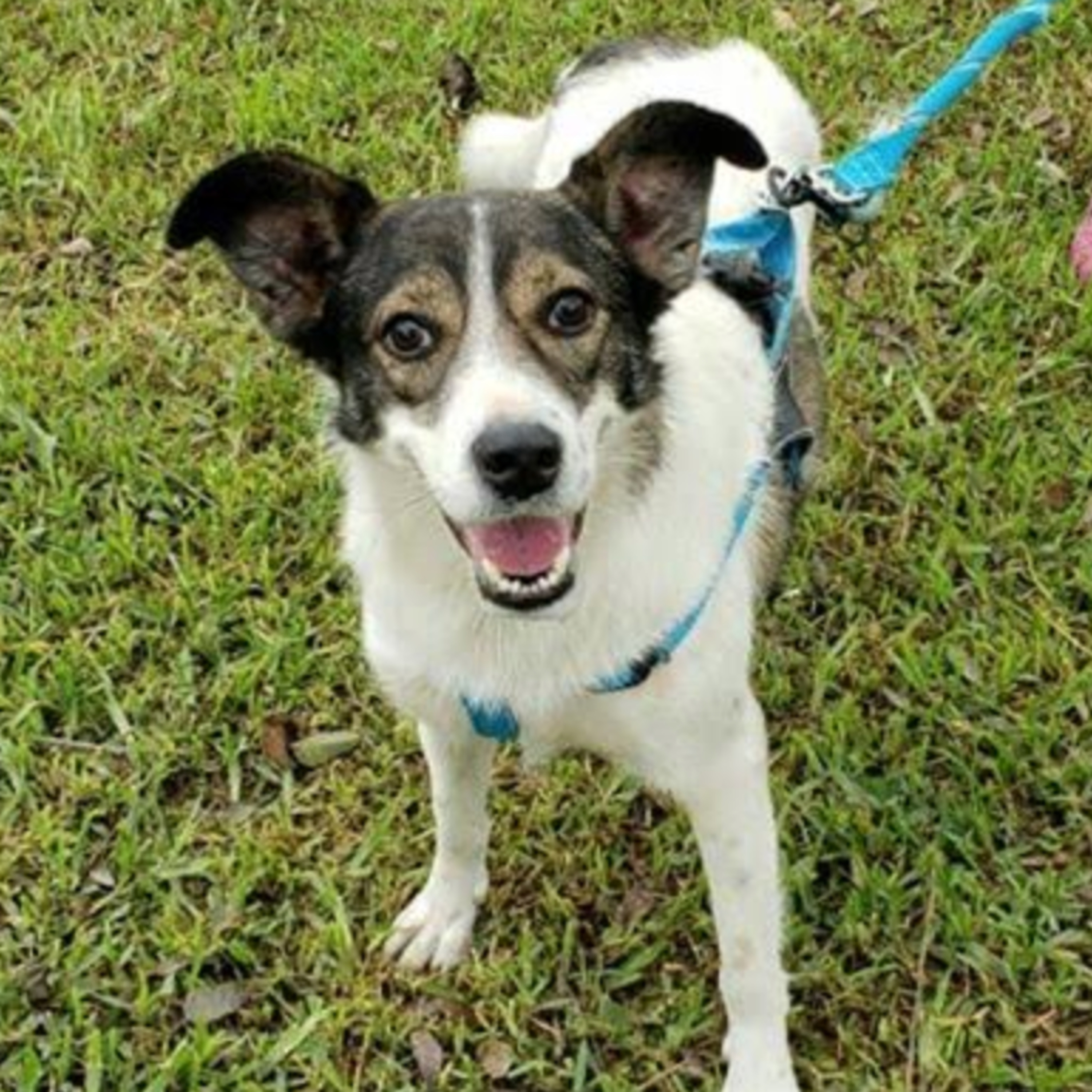 Historias de Mascotas