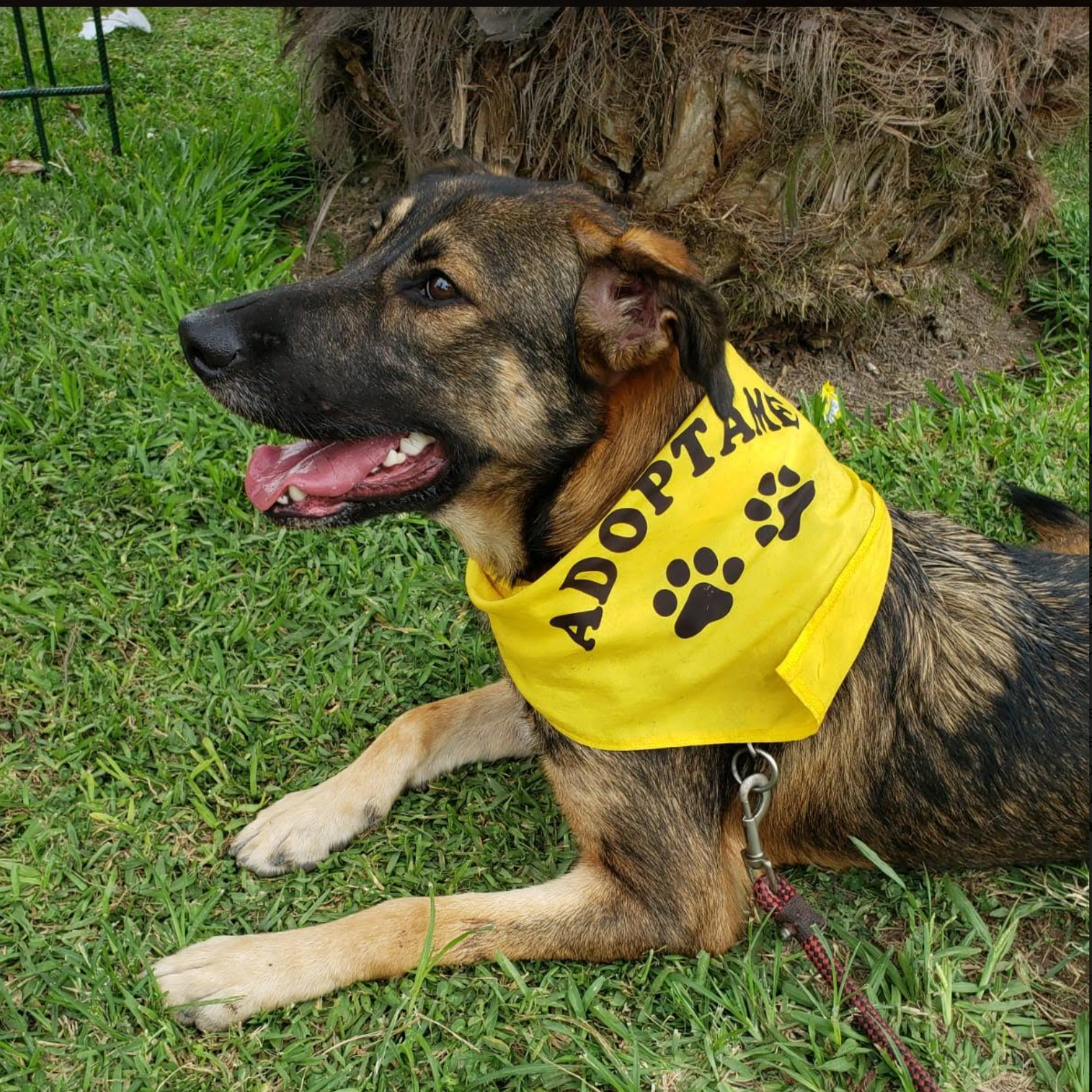 Historias de Mascotas