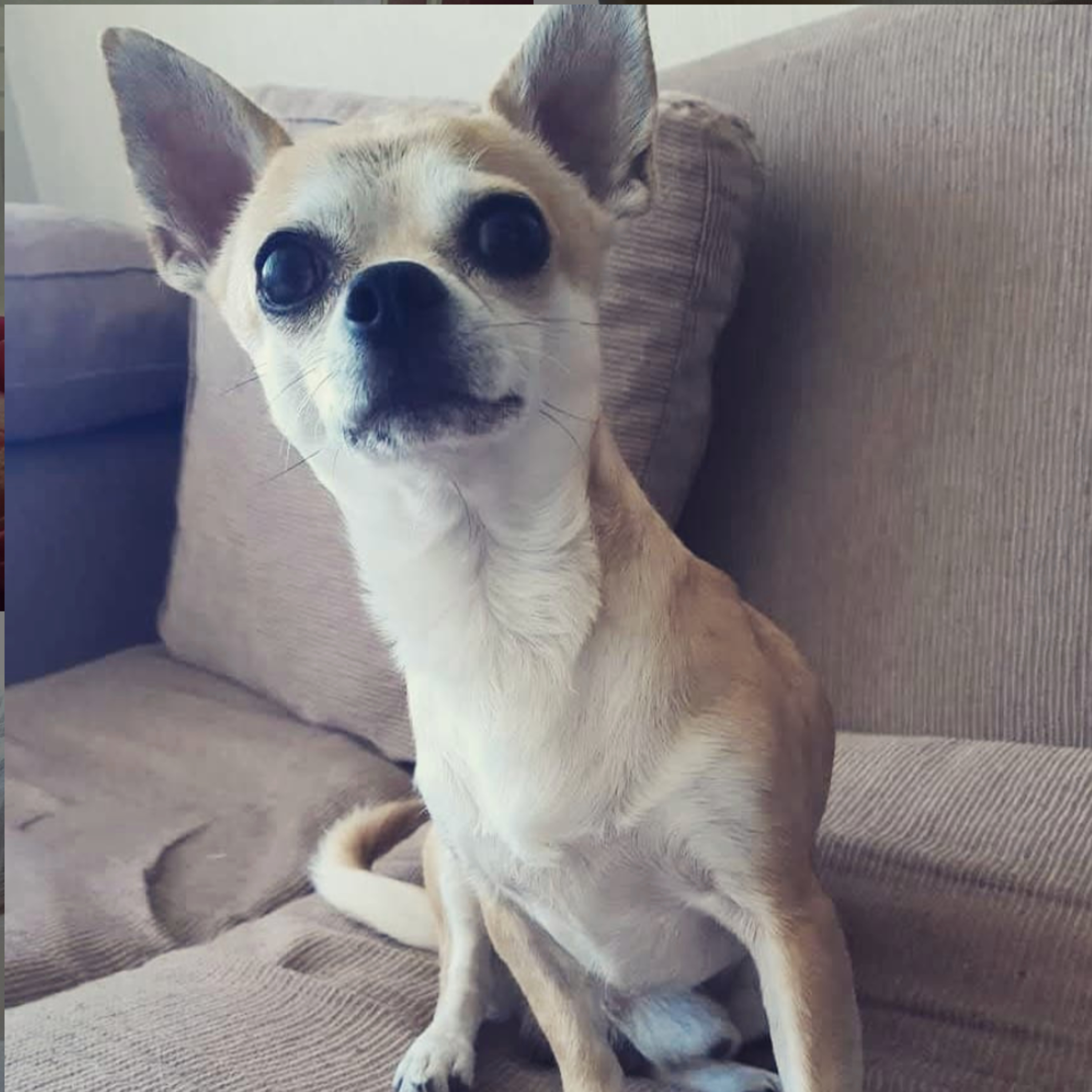 Historias de Mascotas