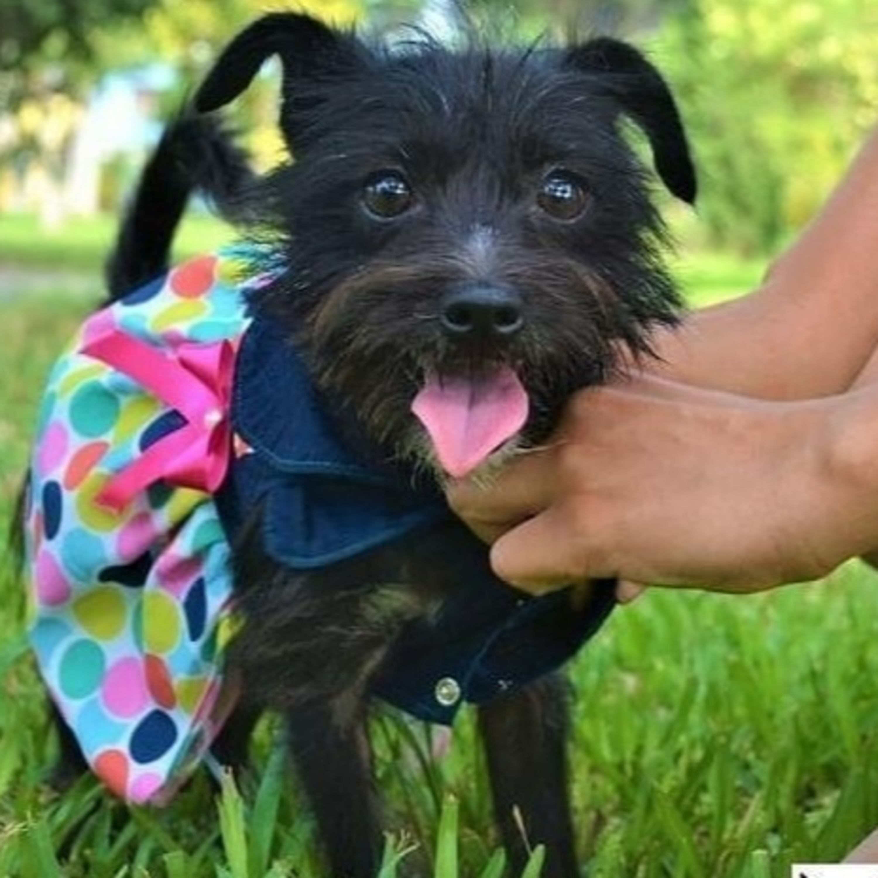 Historias de Mascotas