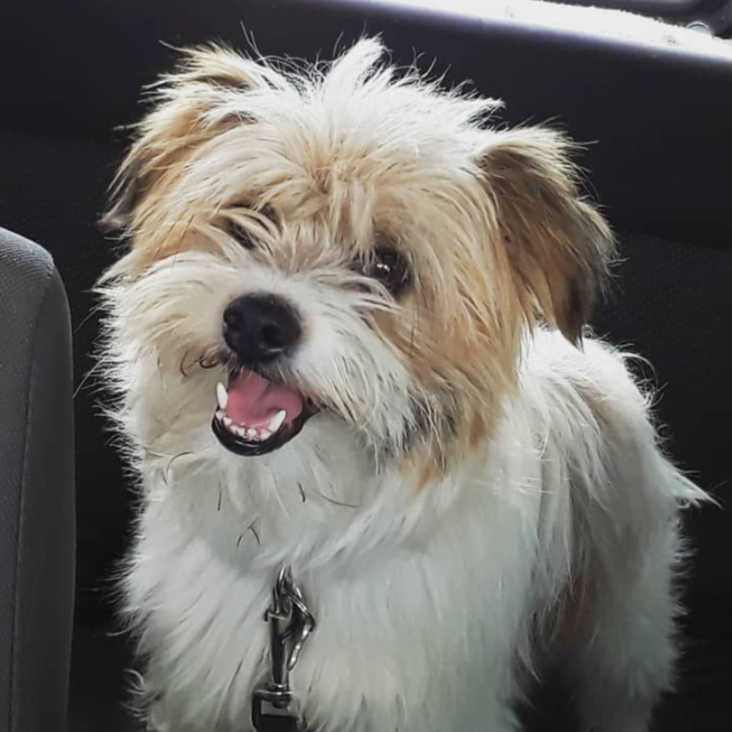 Historias de Mascotas