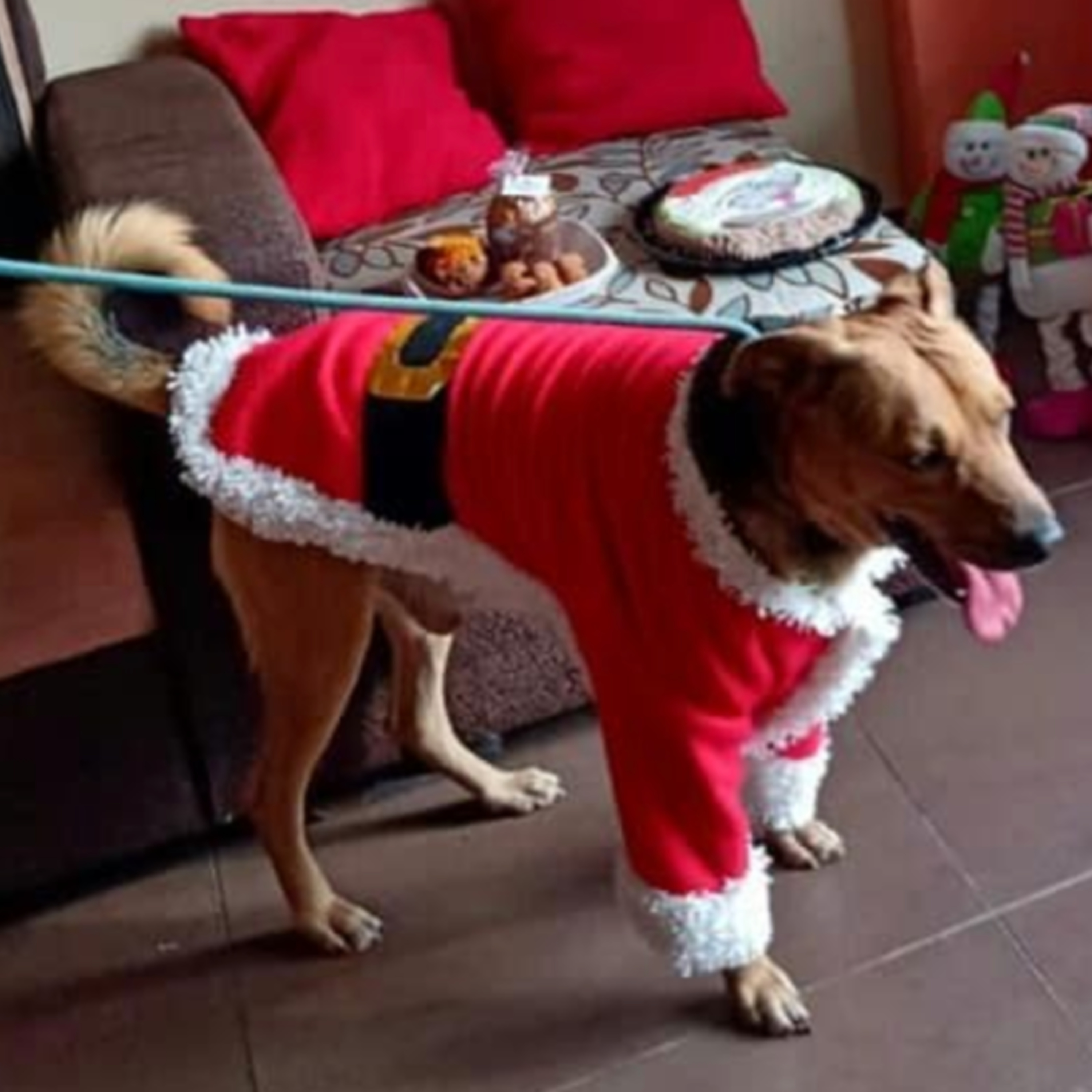 Historias de Mascotas