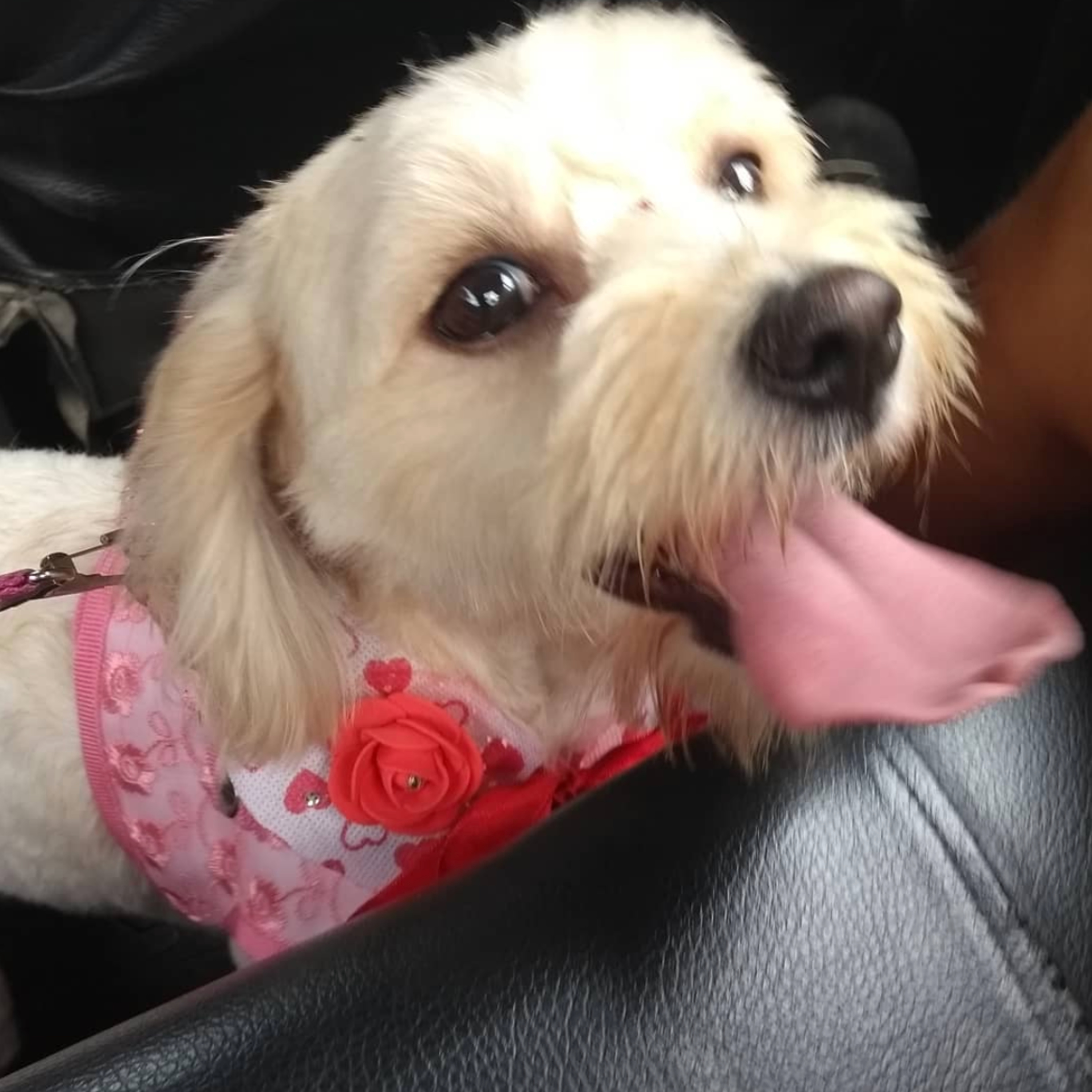 Historias de Mascotas