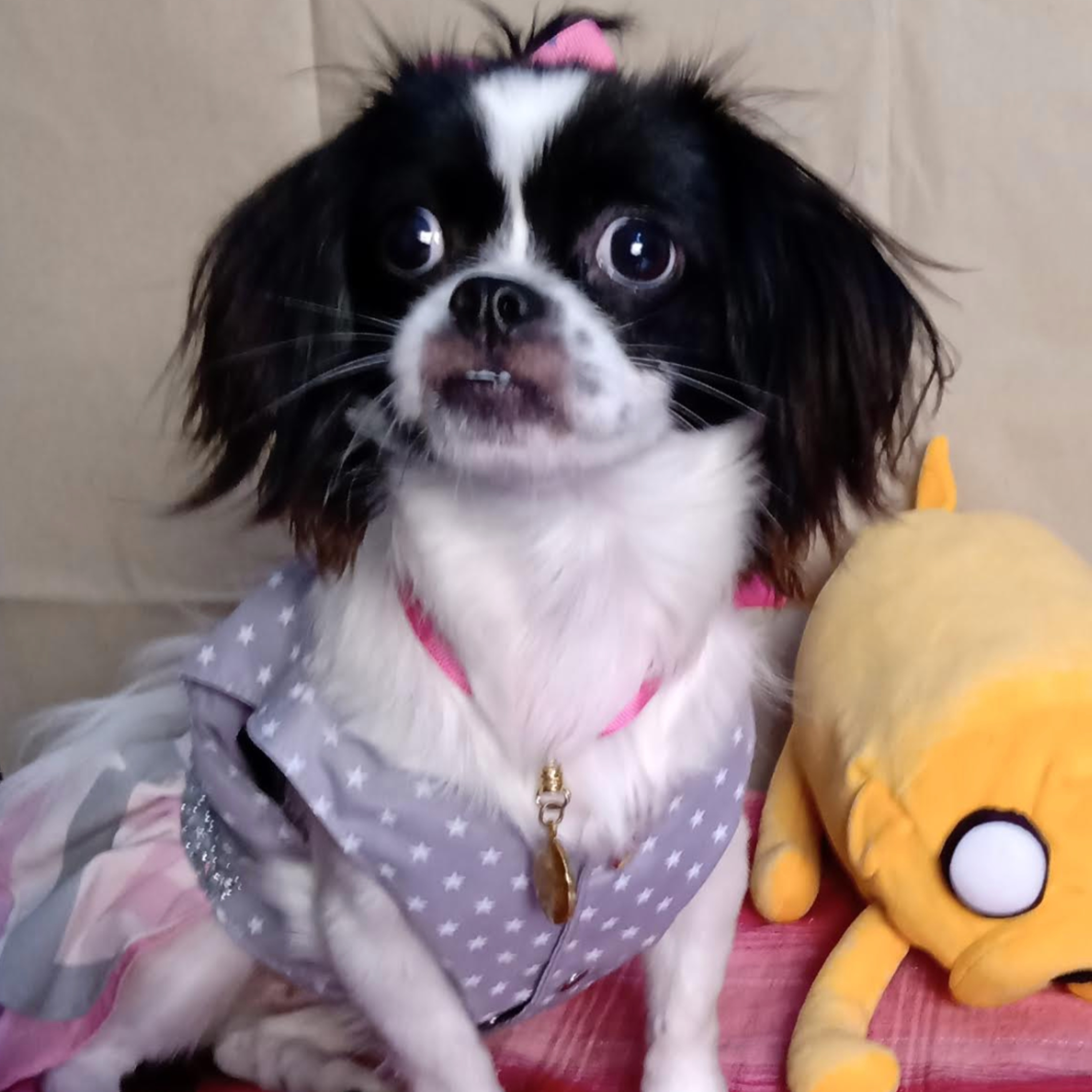 Historias de Mascotas