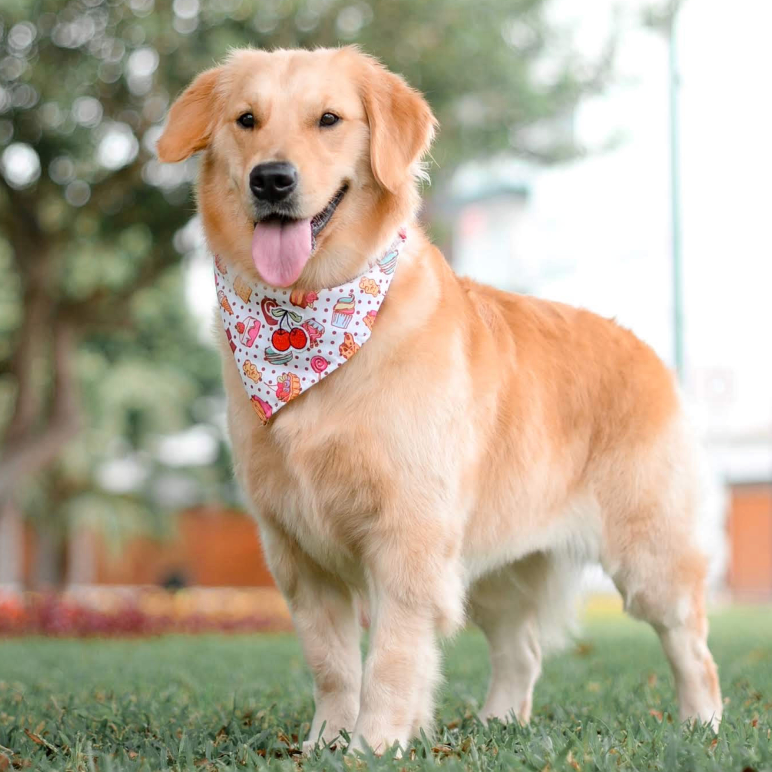 Historias de Mascotas