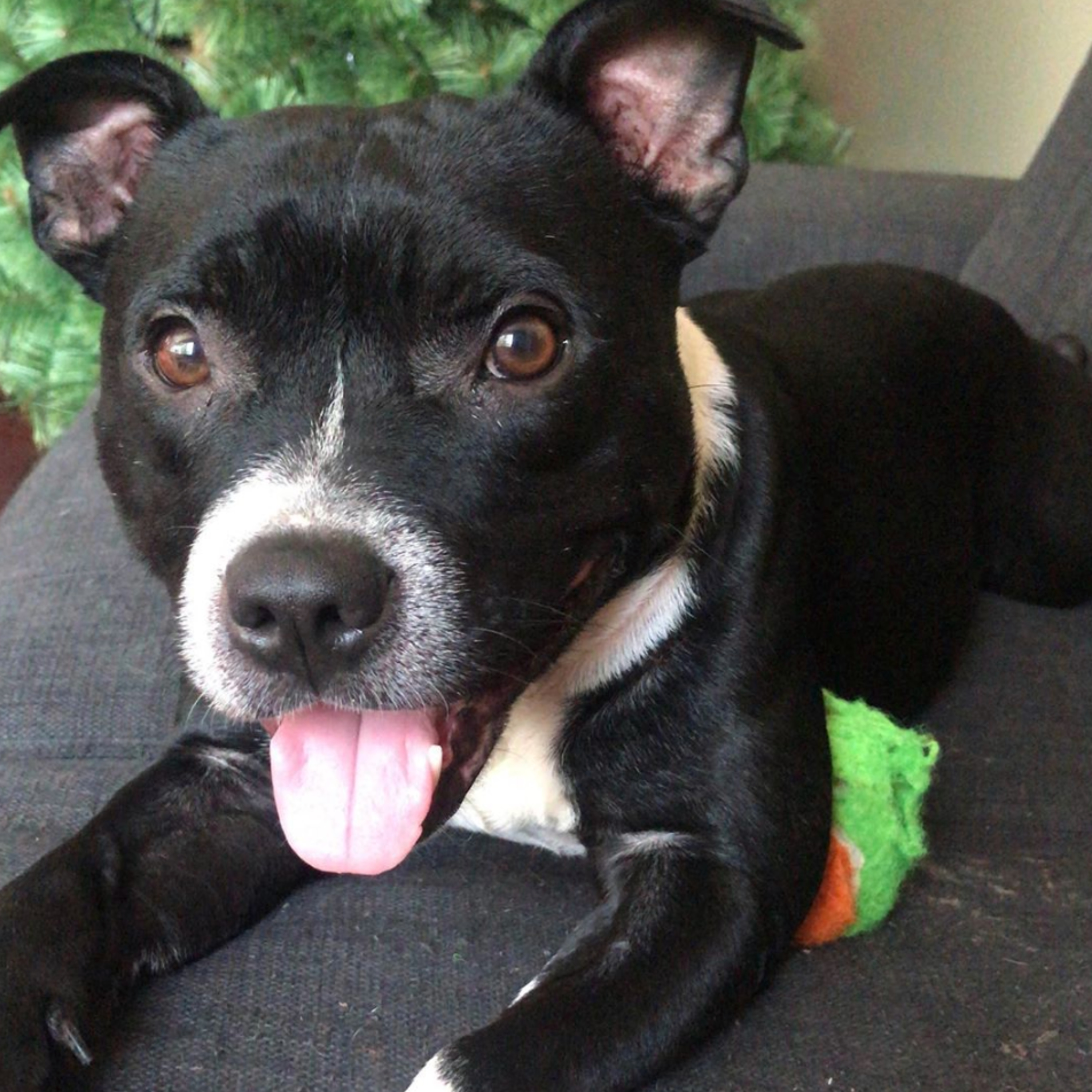 Historias de Mascotas