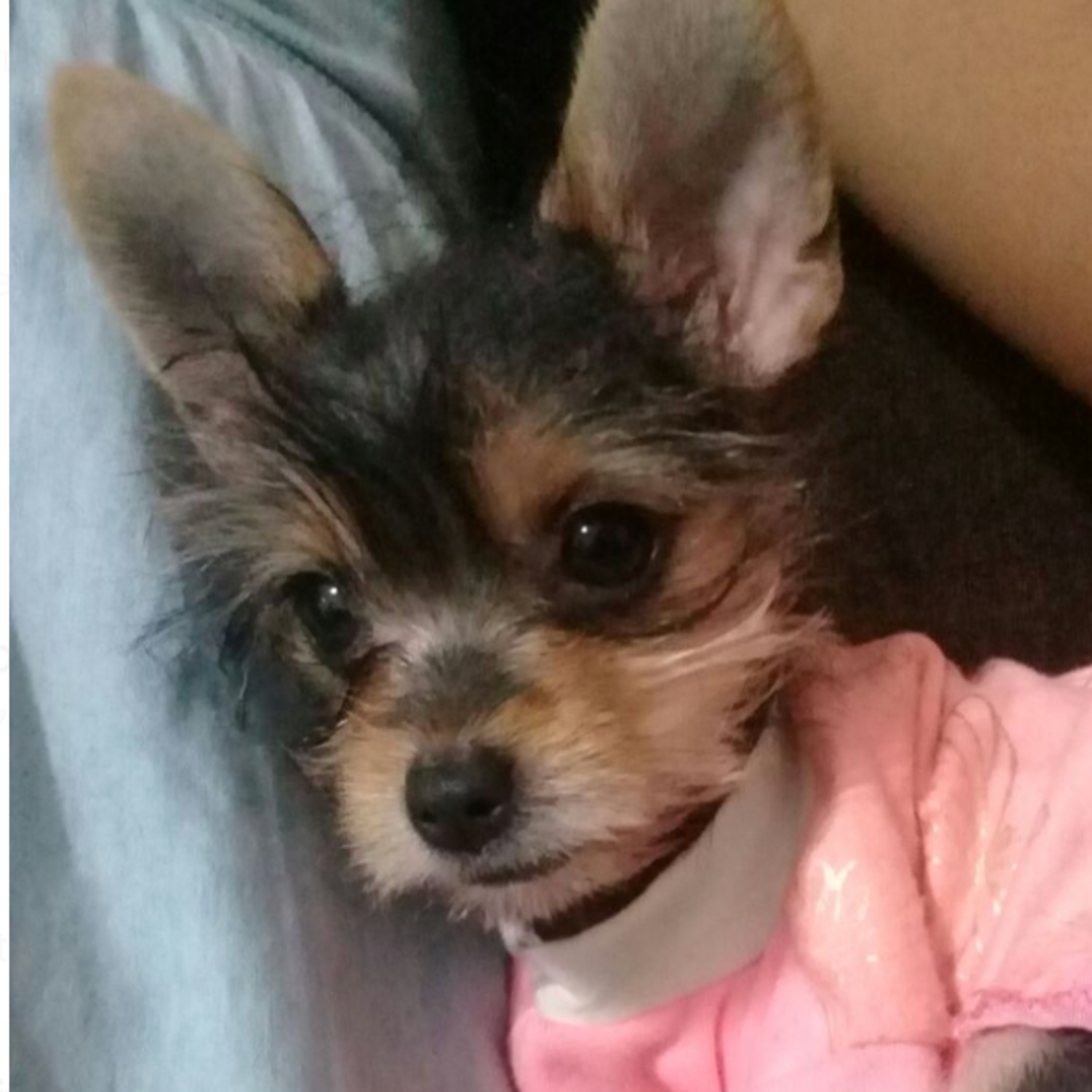 Historias de Mascotas