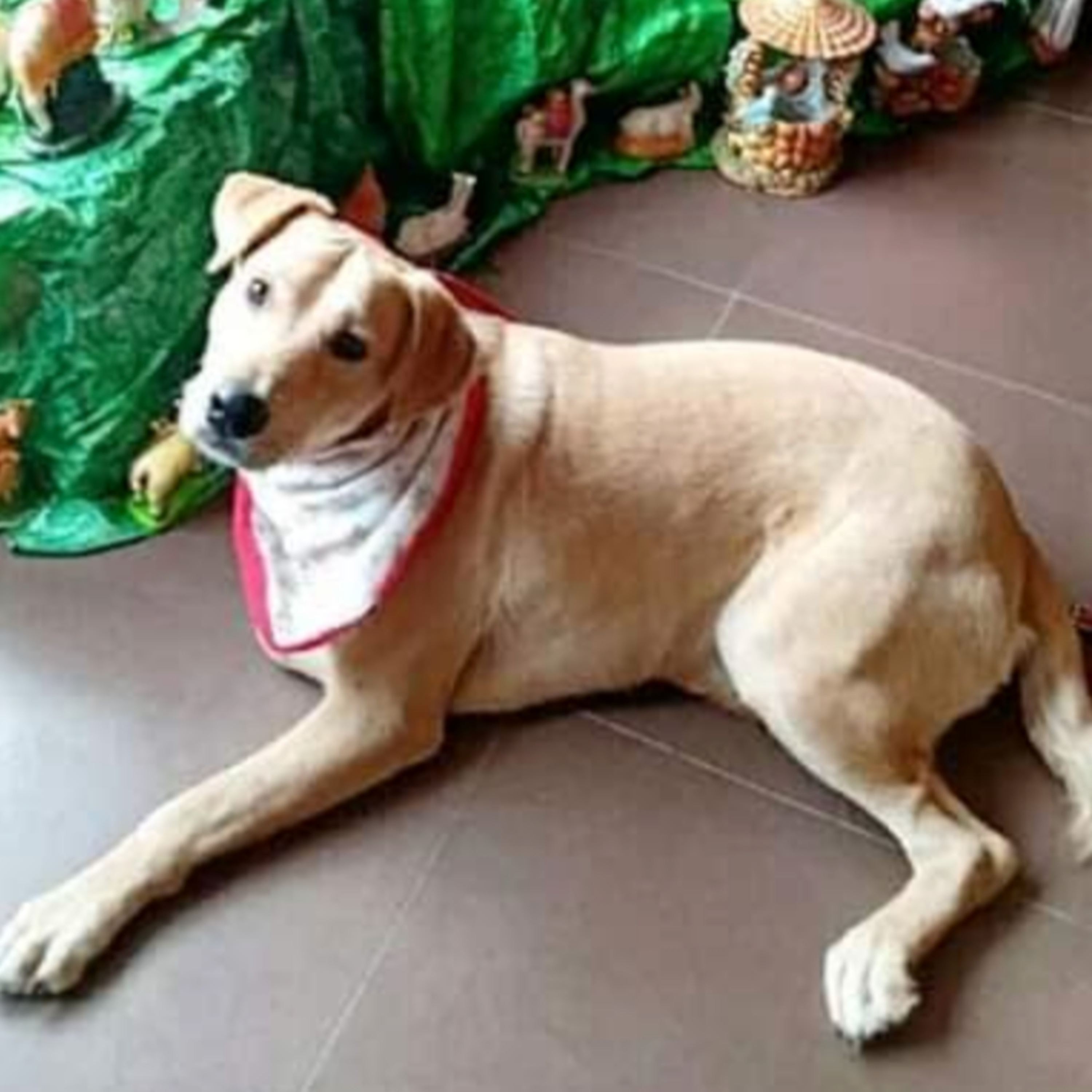 Historias de Mascotas