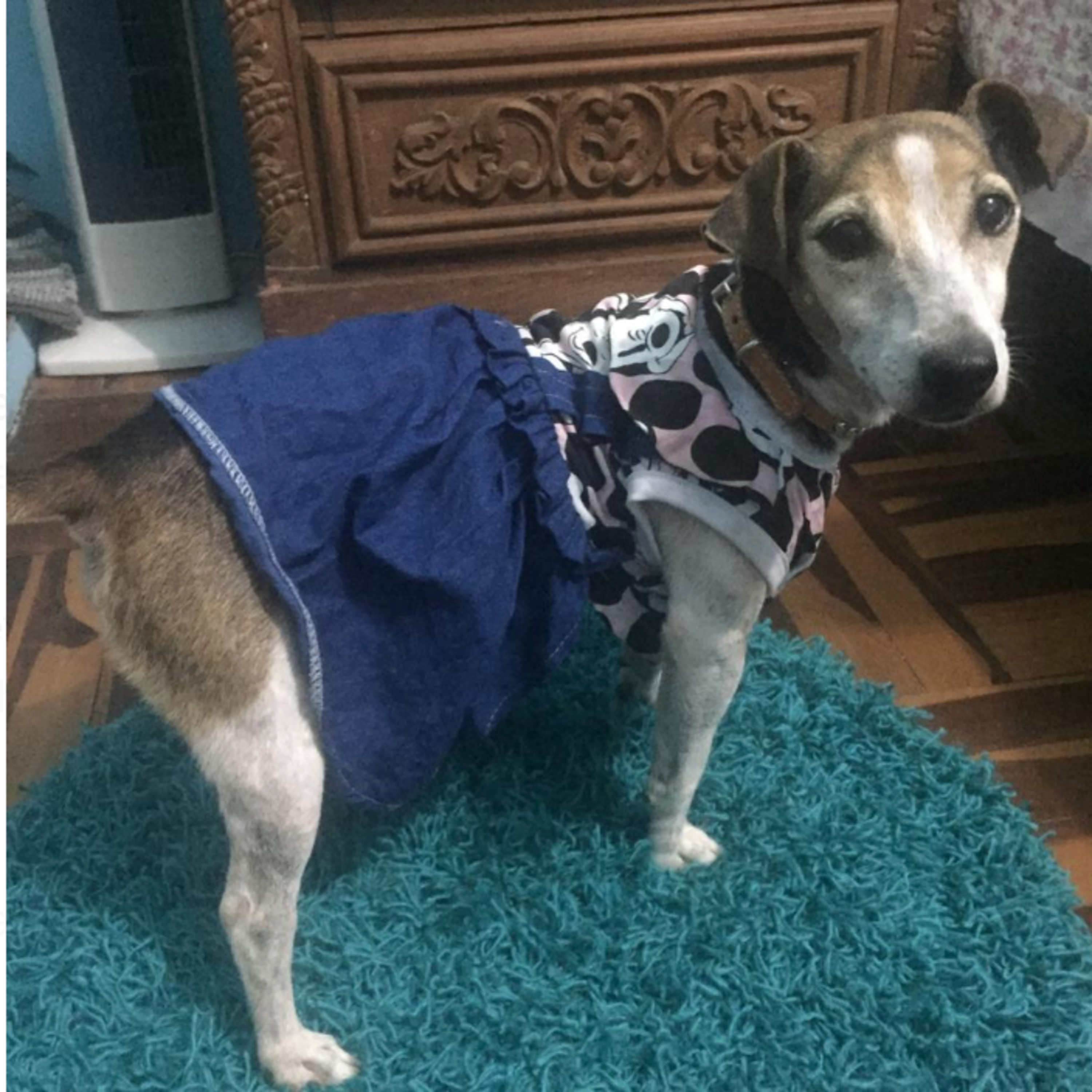 Historias de Mascotas