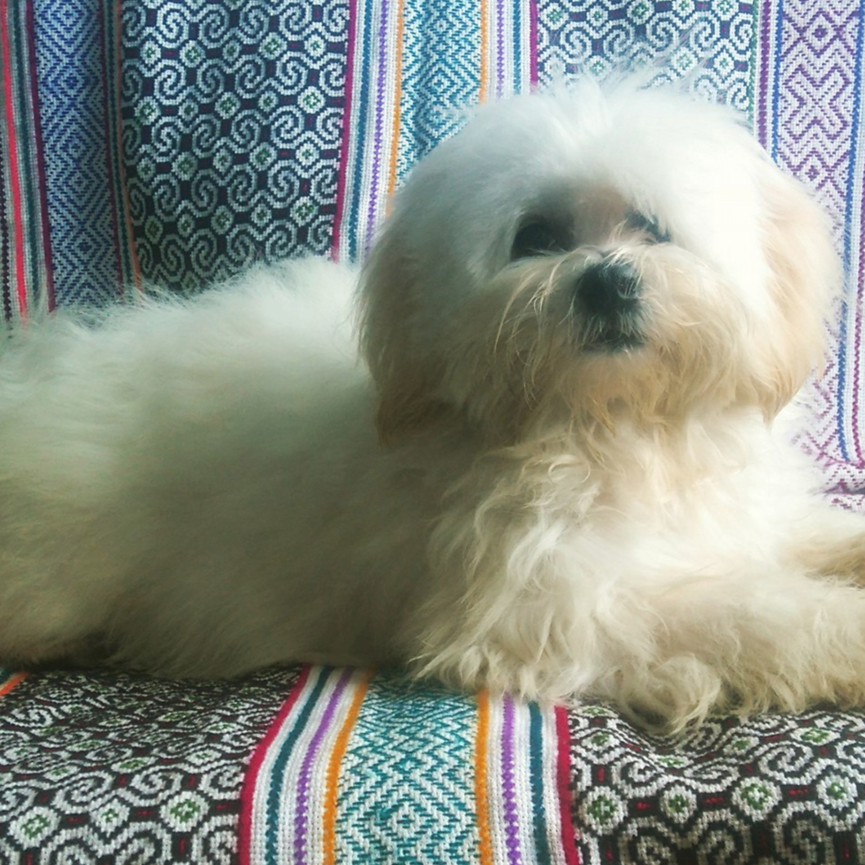 Historias de Mascotas