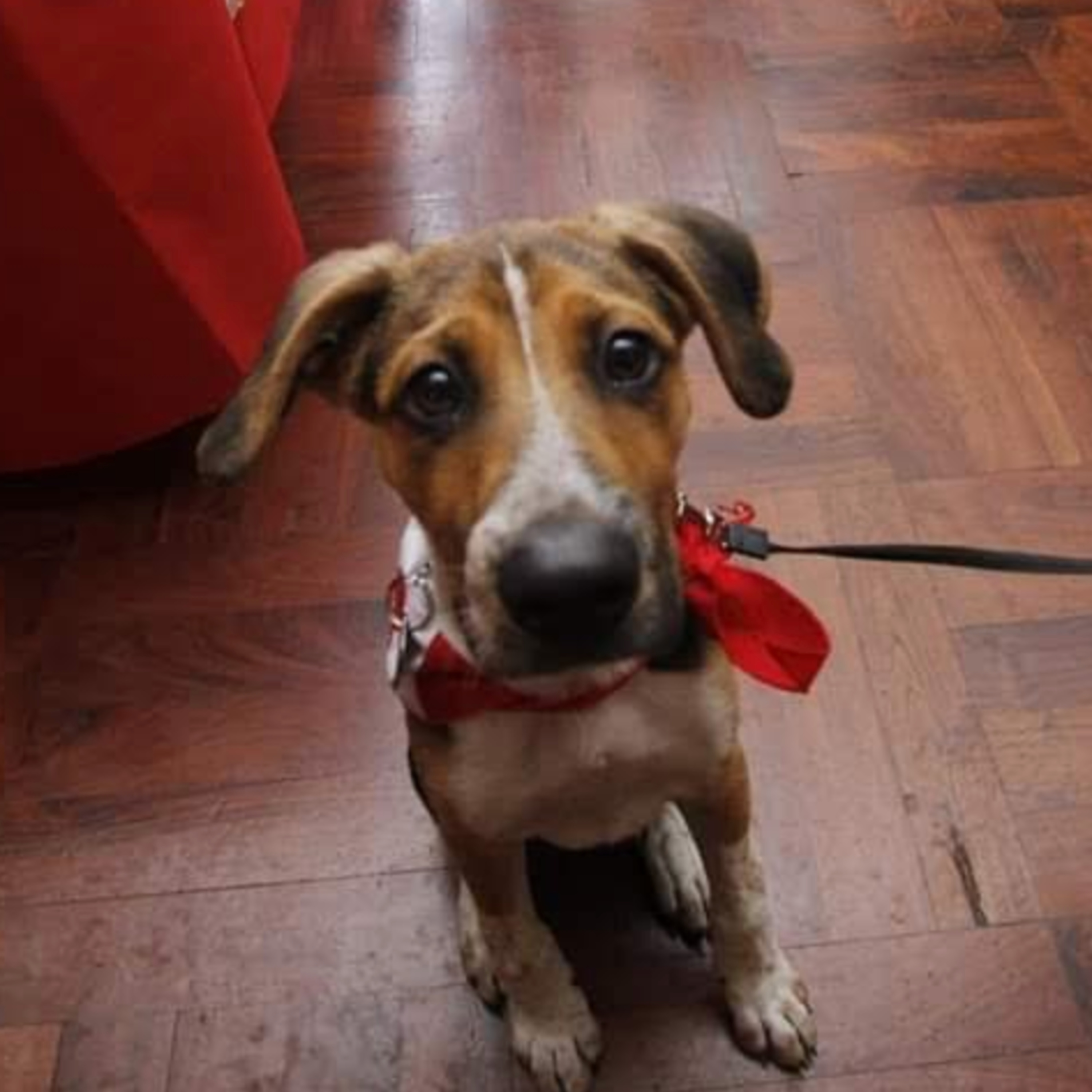 Historias de Mascotas