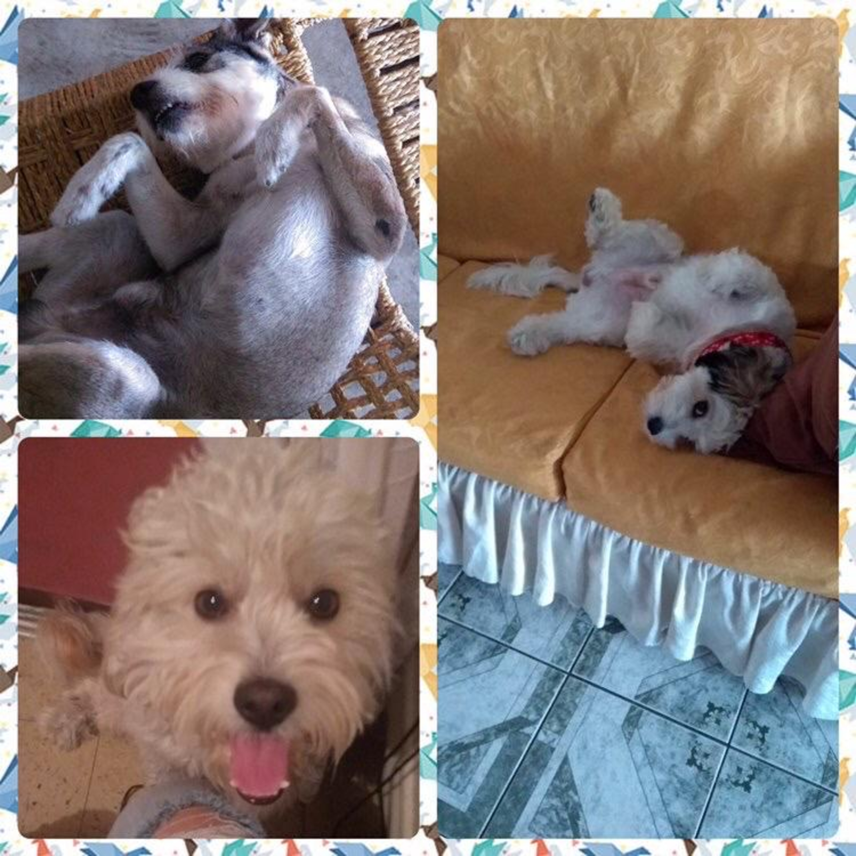 Historias de Mascotas