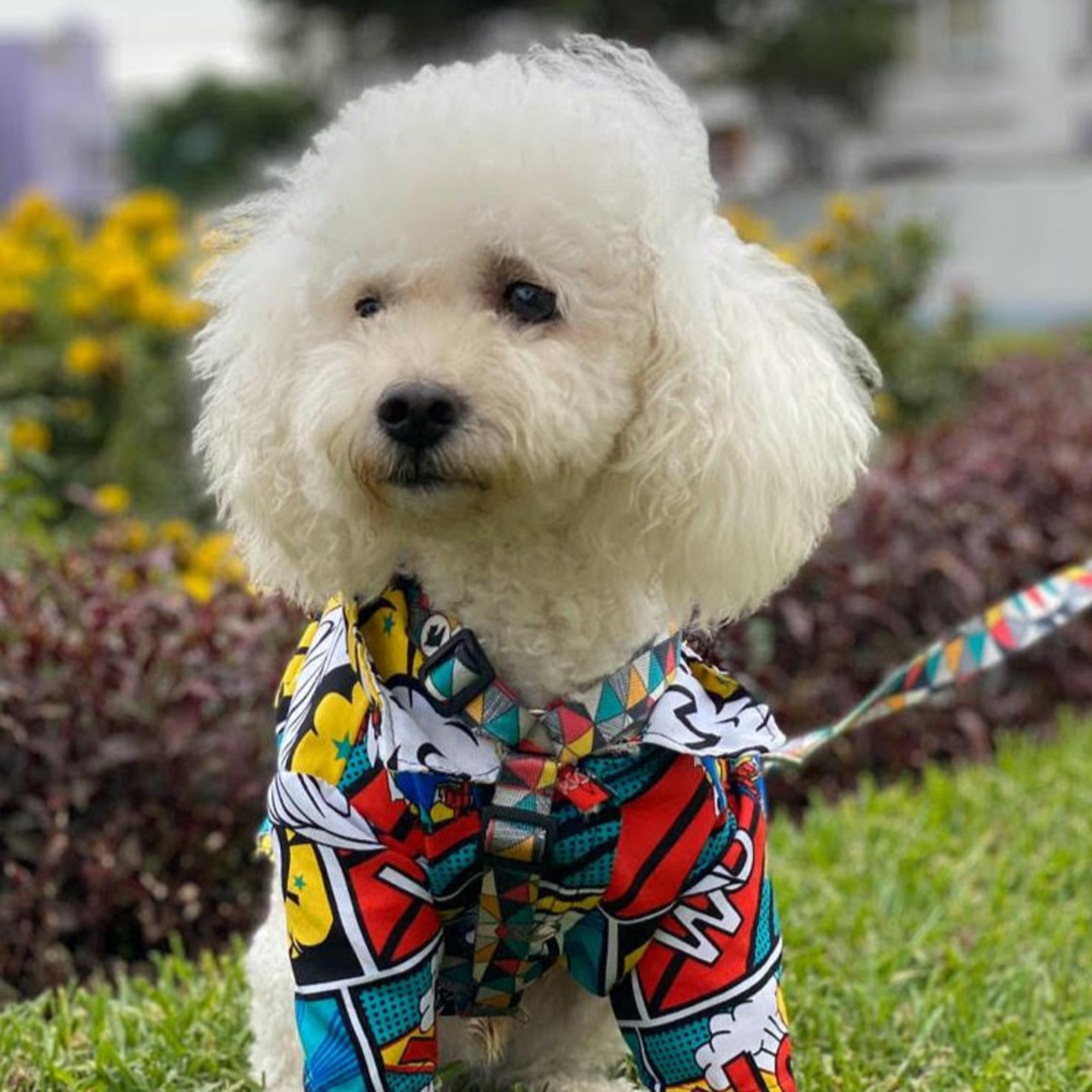 Historias de Mascotas