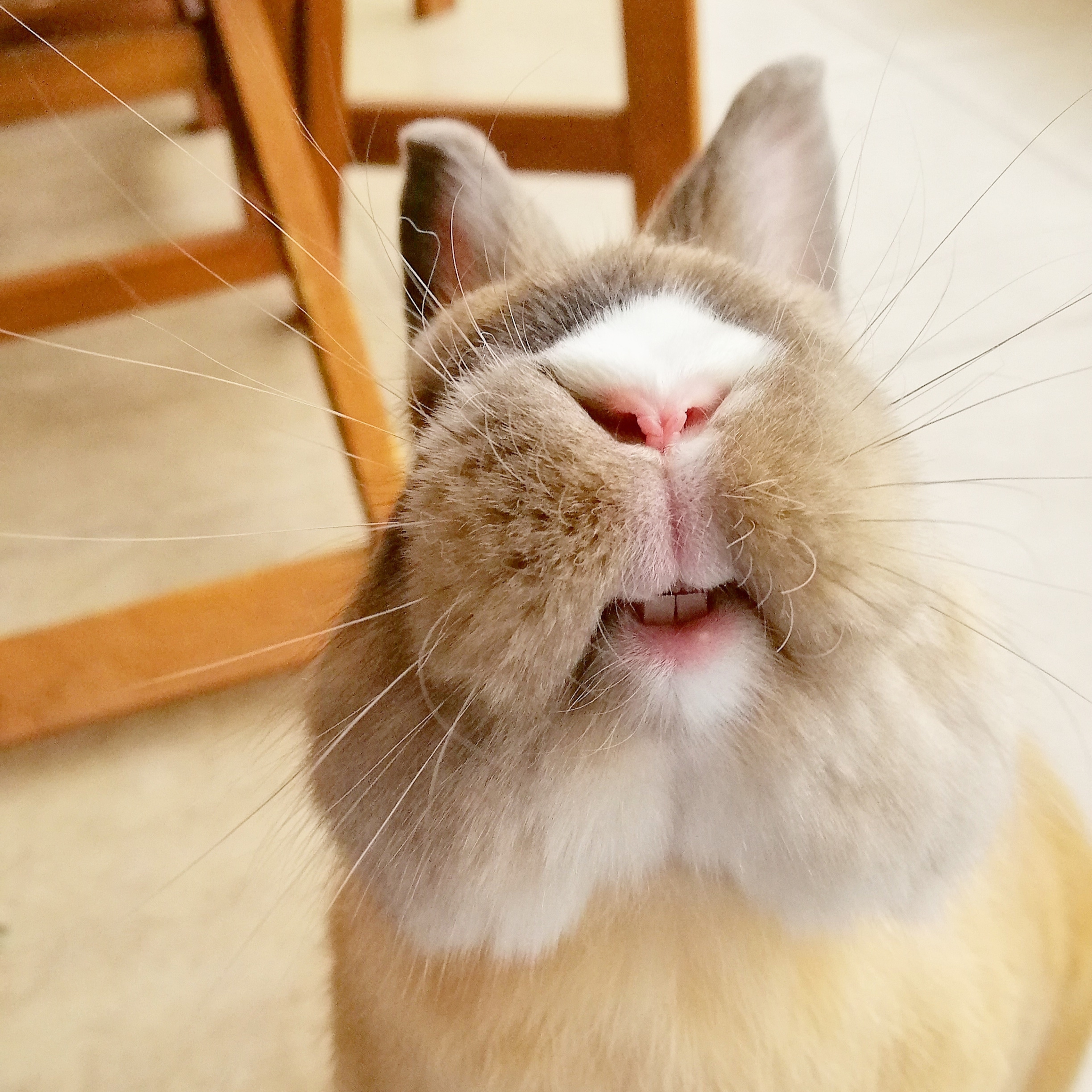 Historias de Mascotas