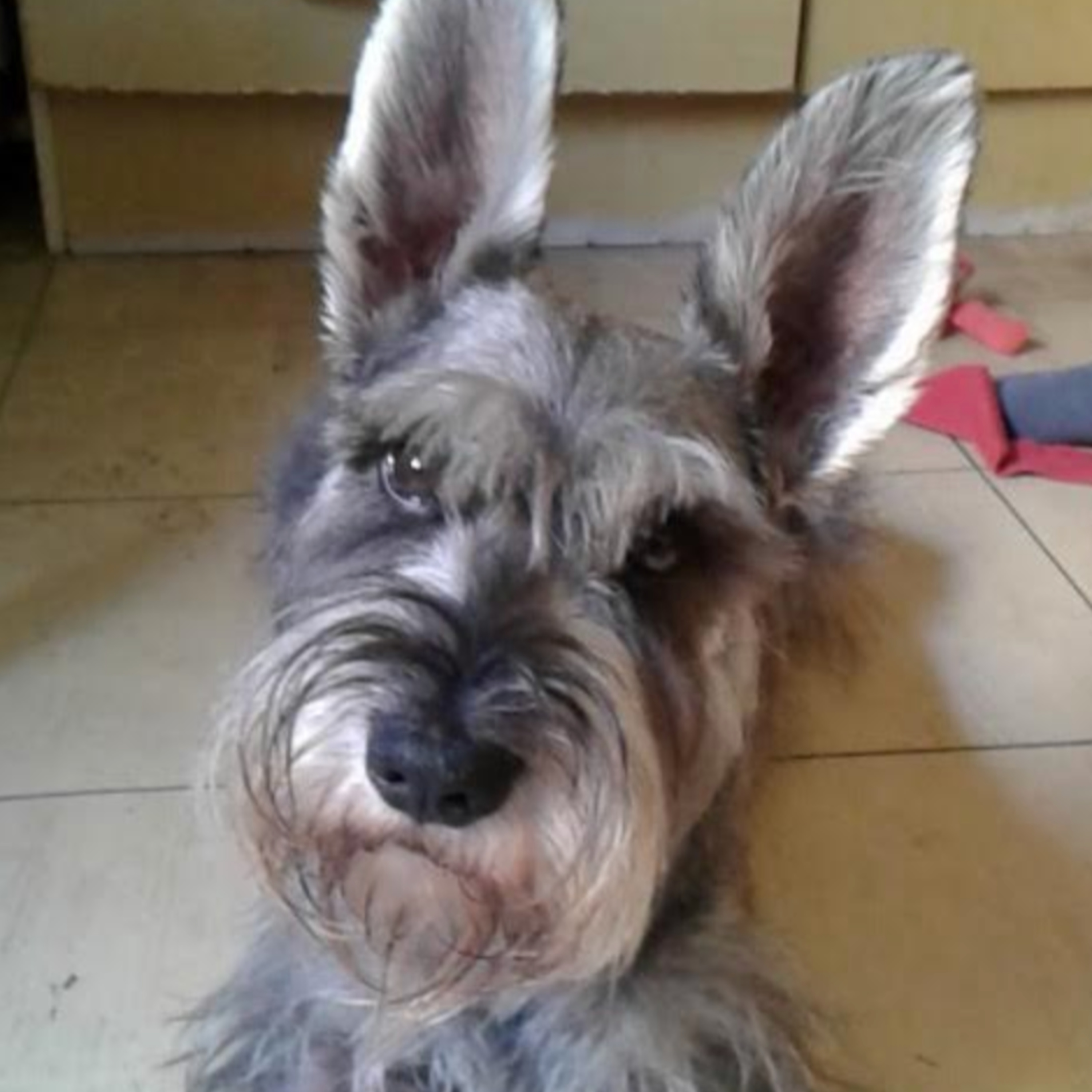 Historias de Mascotas