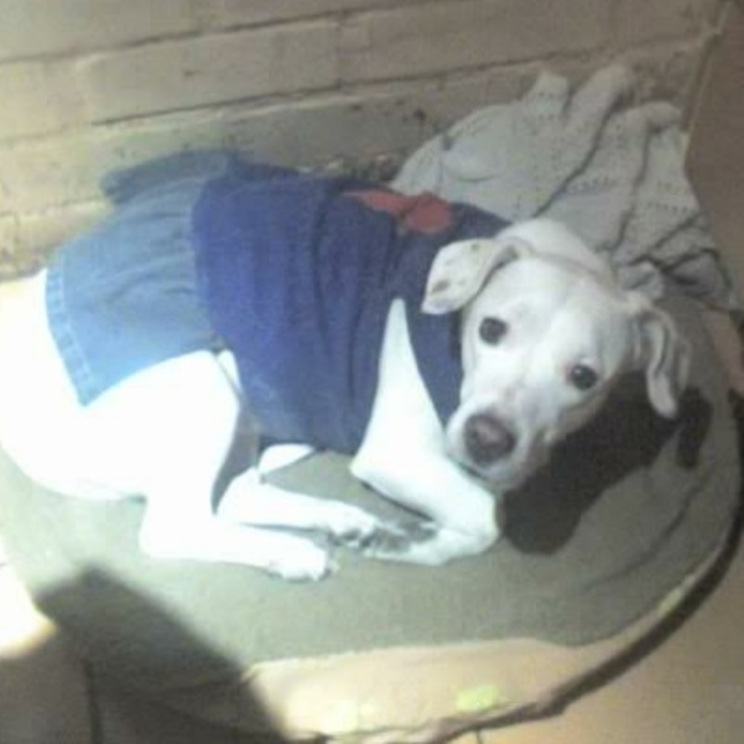 Historias de Mascotas