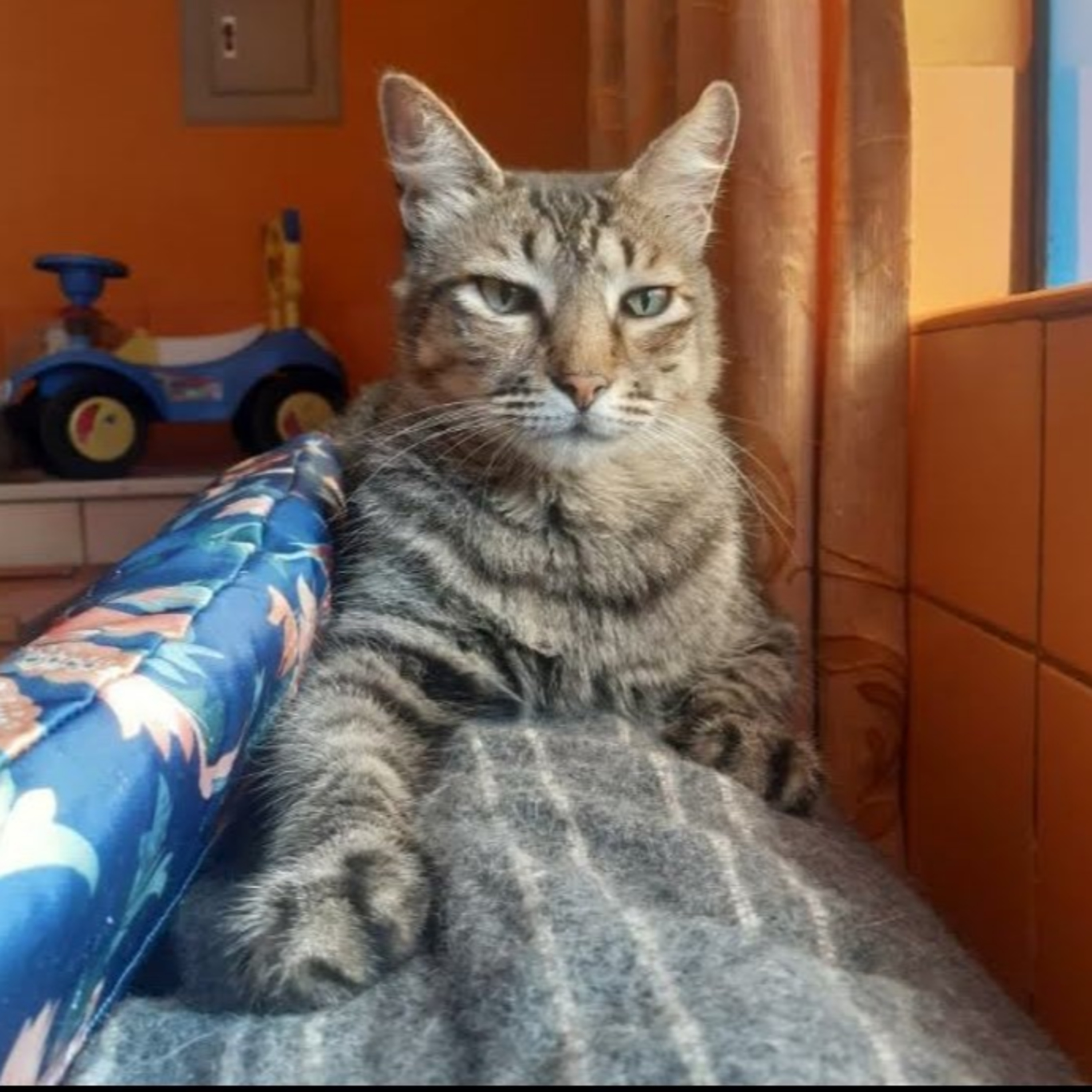 Historias de Mascotas