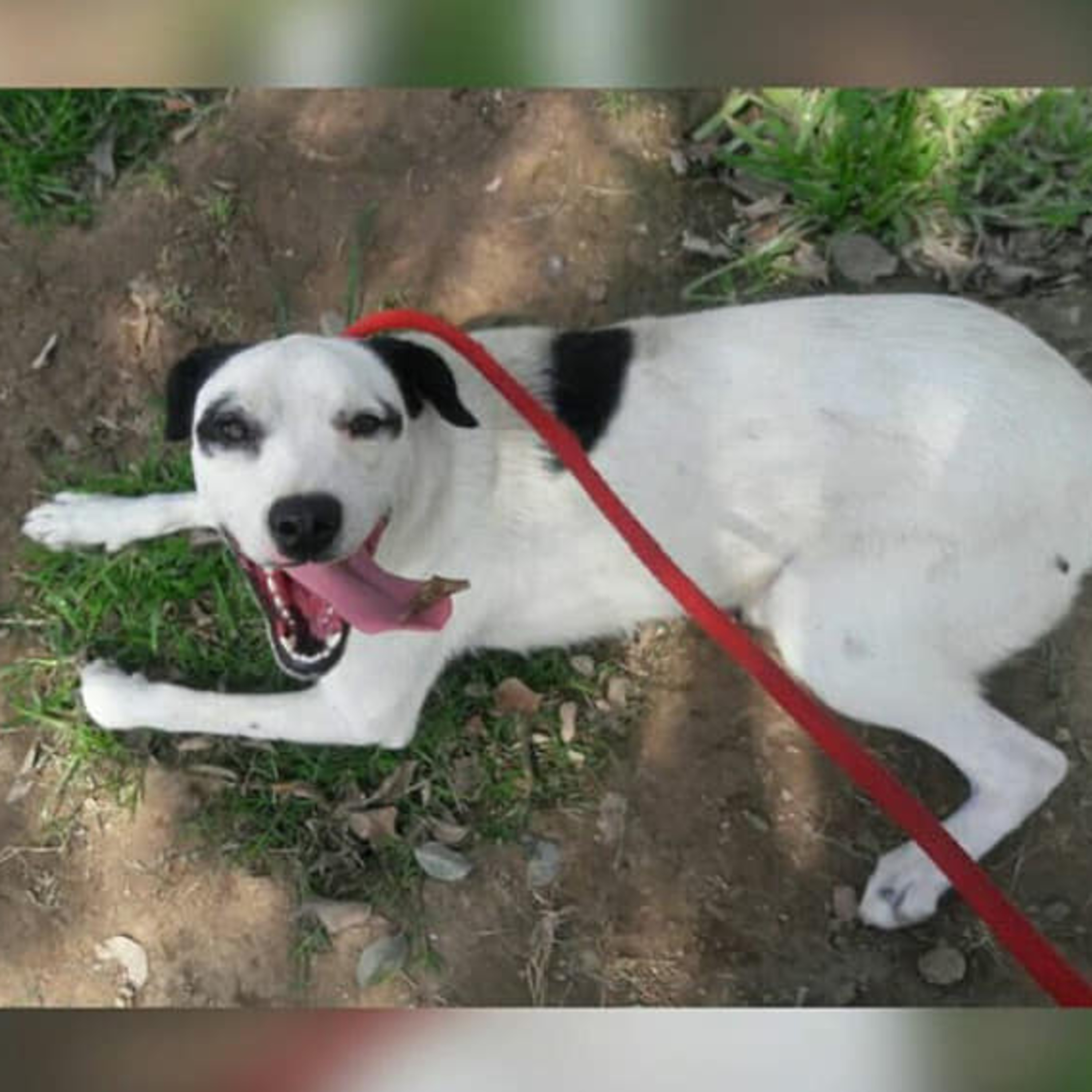 Historias de Mascotas