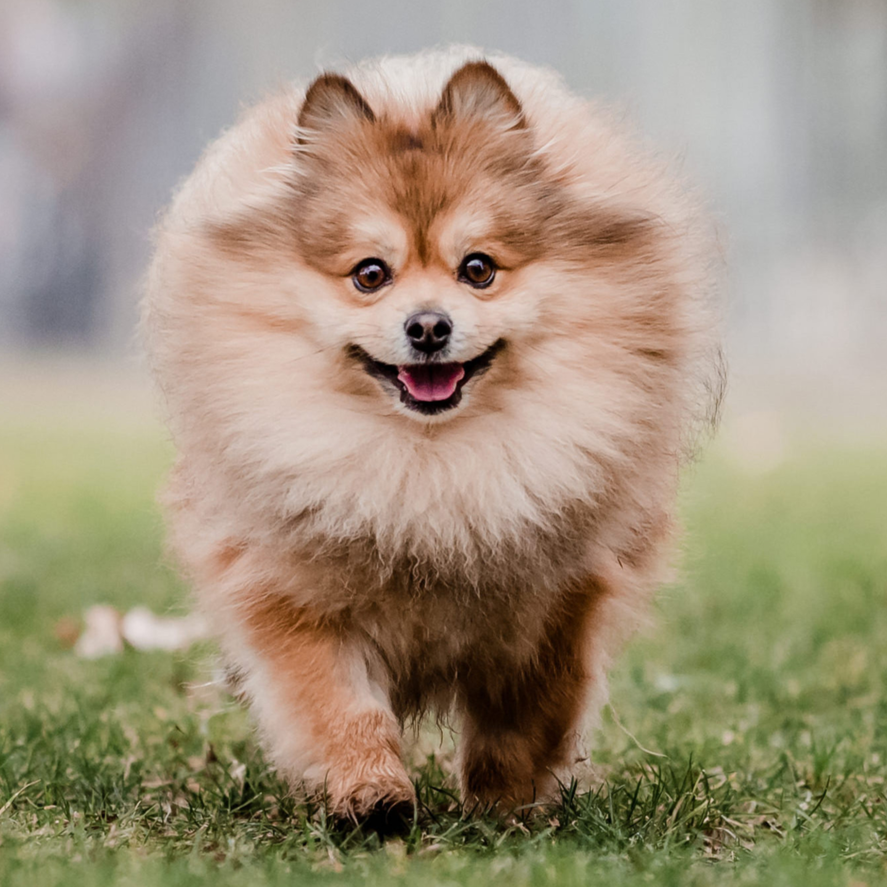 Historias de Mascotas