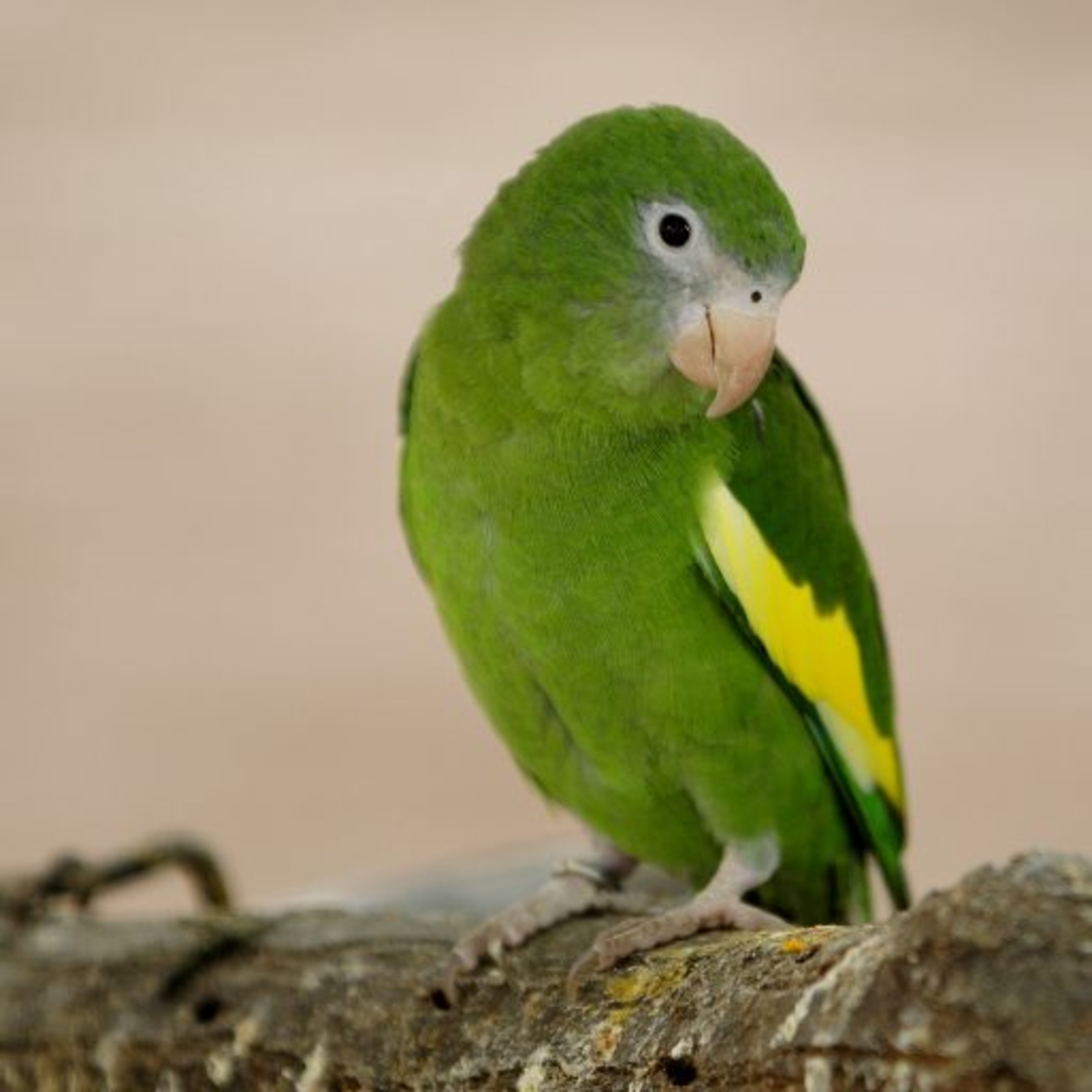 Historias de Mascotas