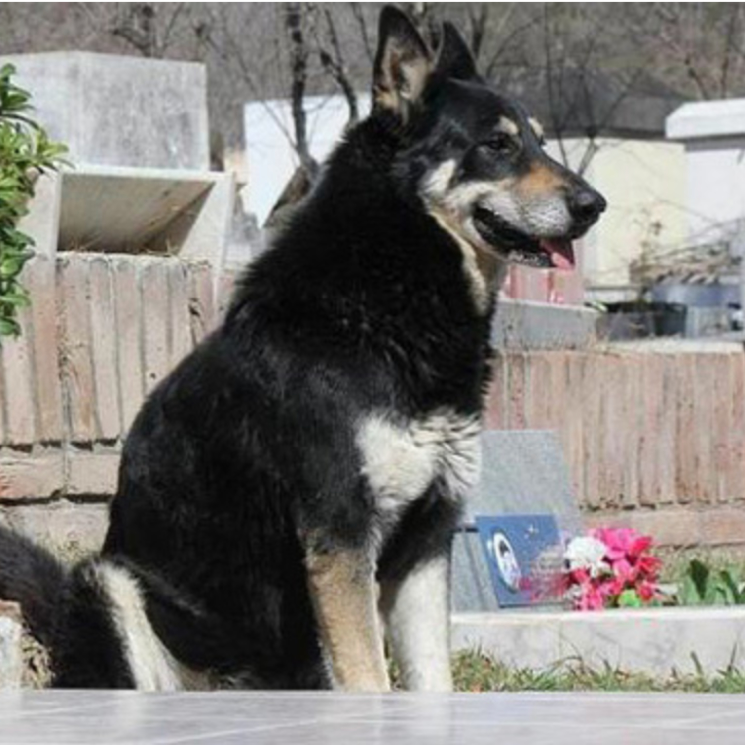 Historias de Mascotas