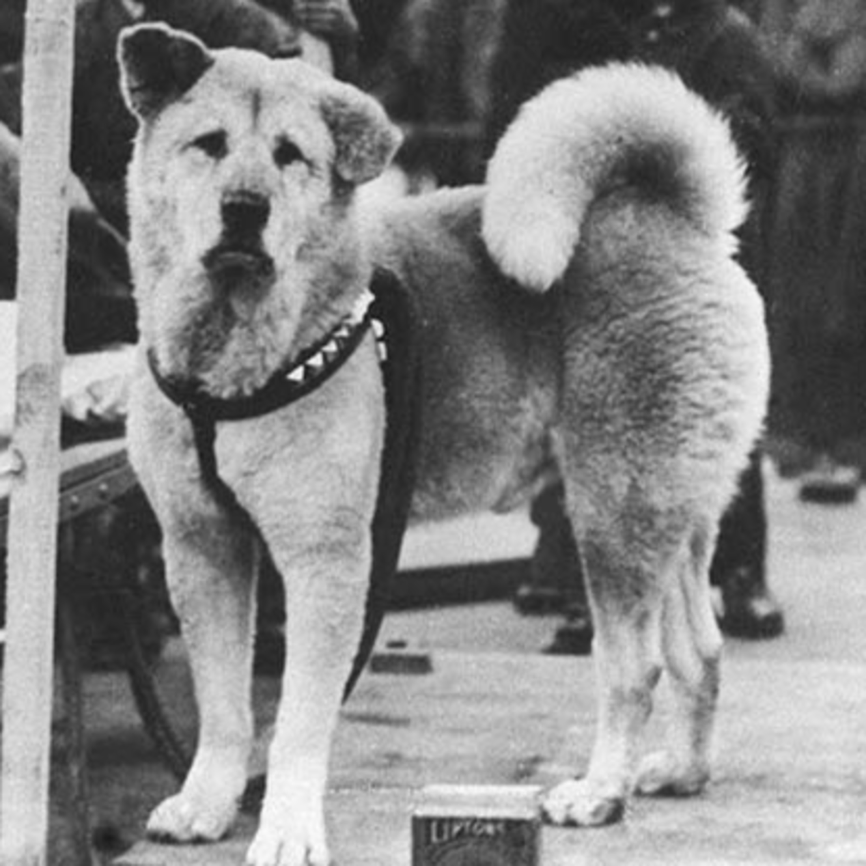 Historias de Mascotas