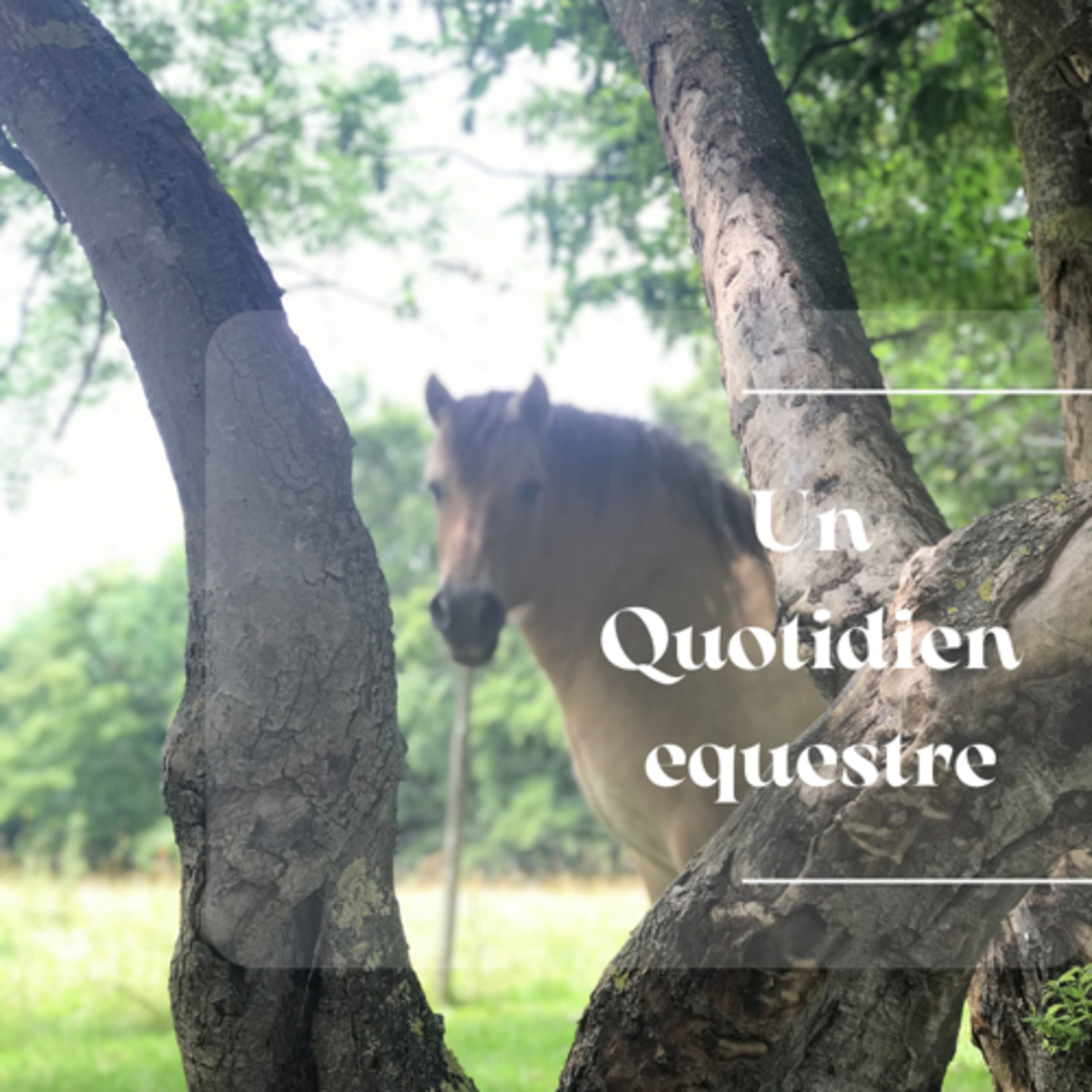 Un Quotidien Equestre
