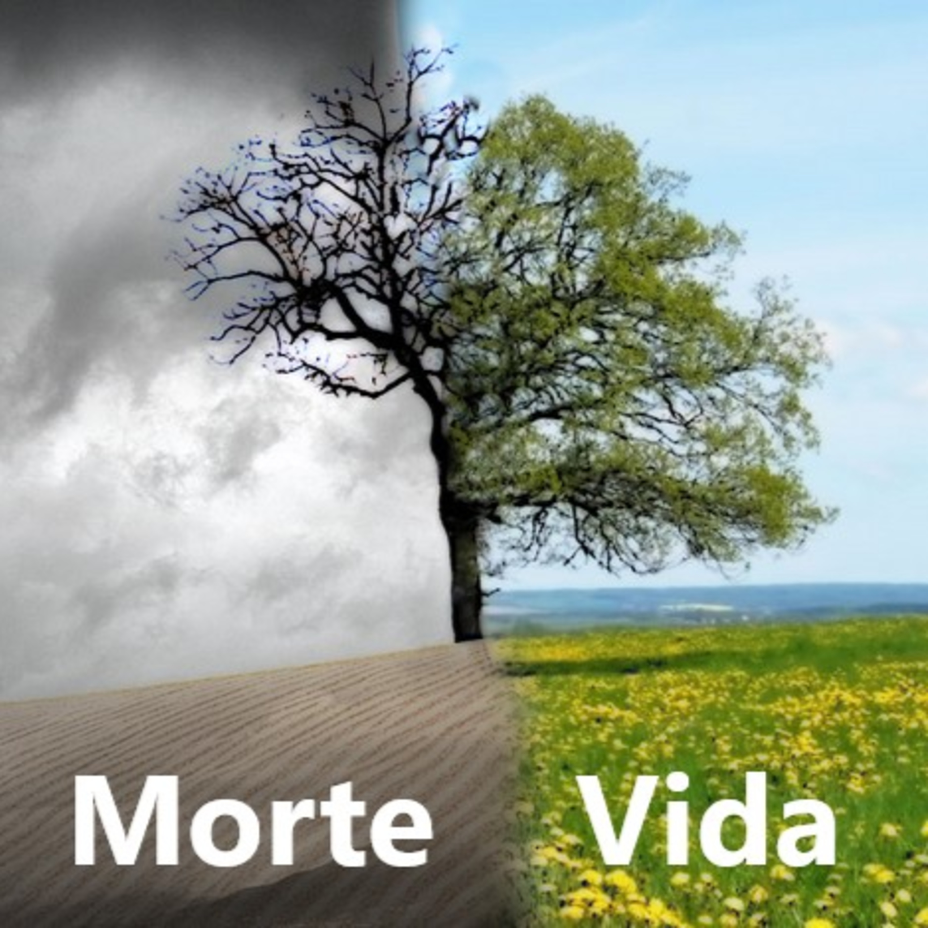 Pensando na Palavra