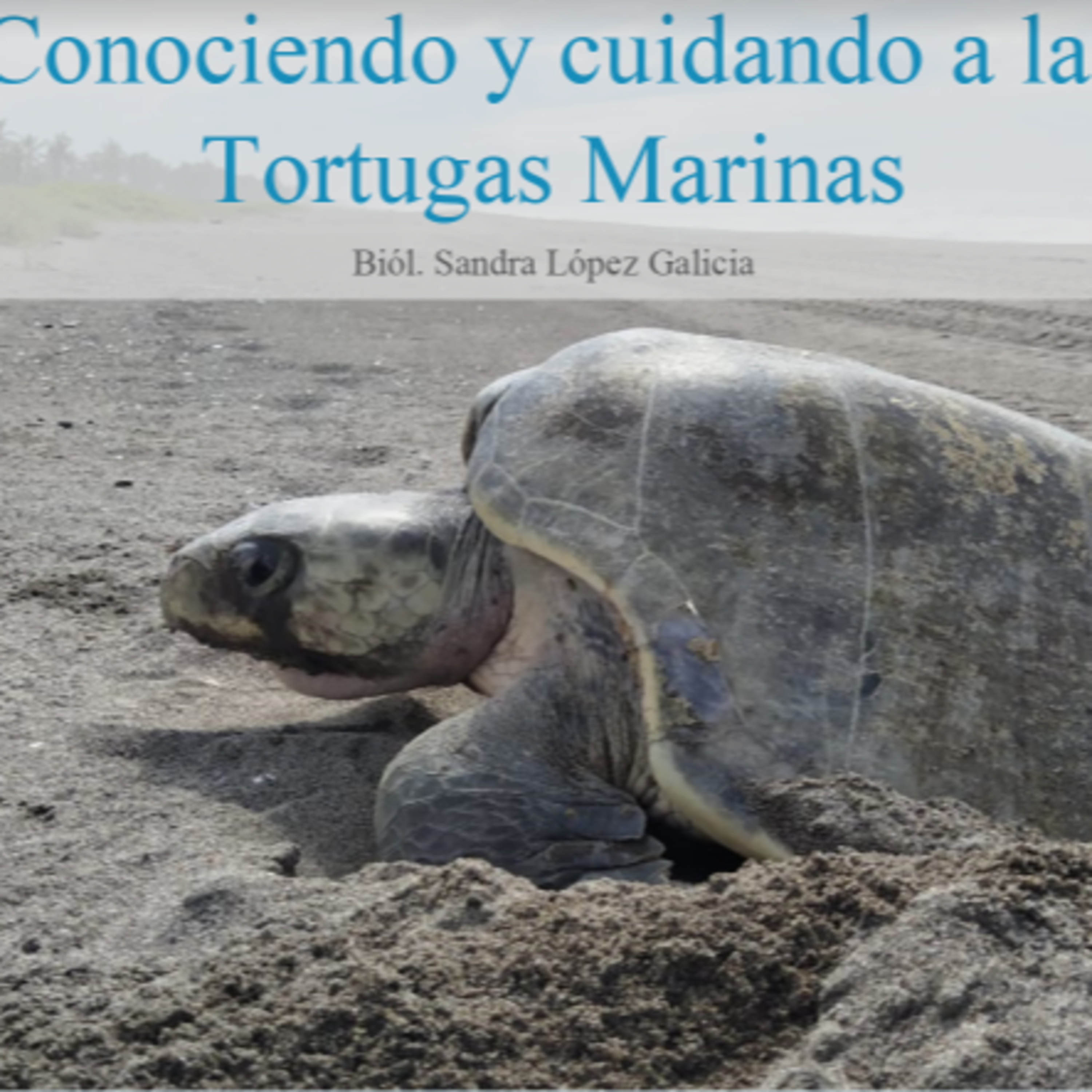 Papilio Consultoria Ambiental