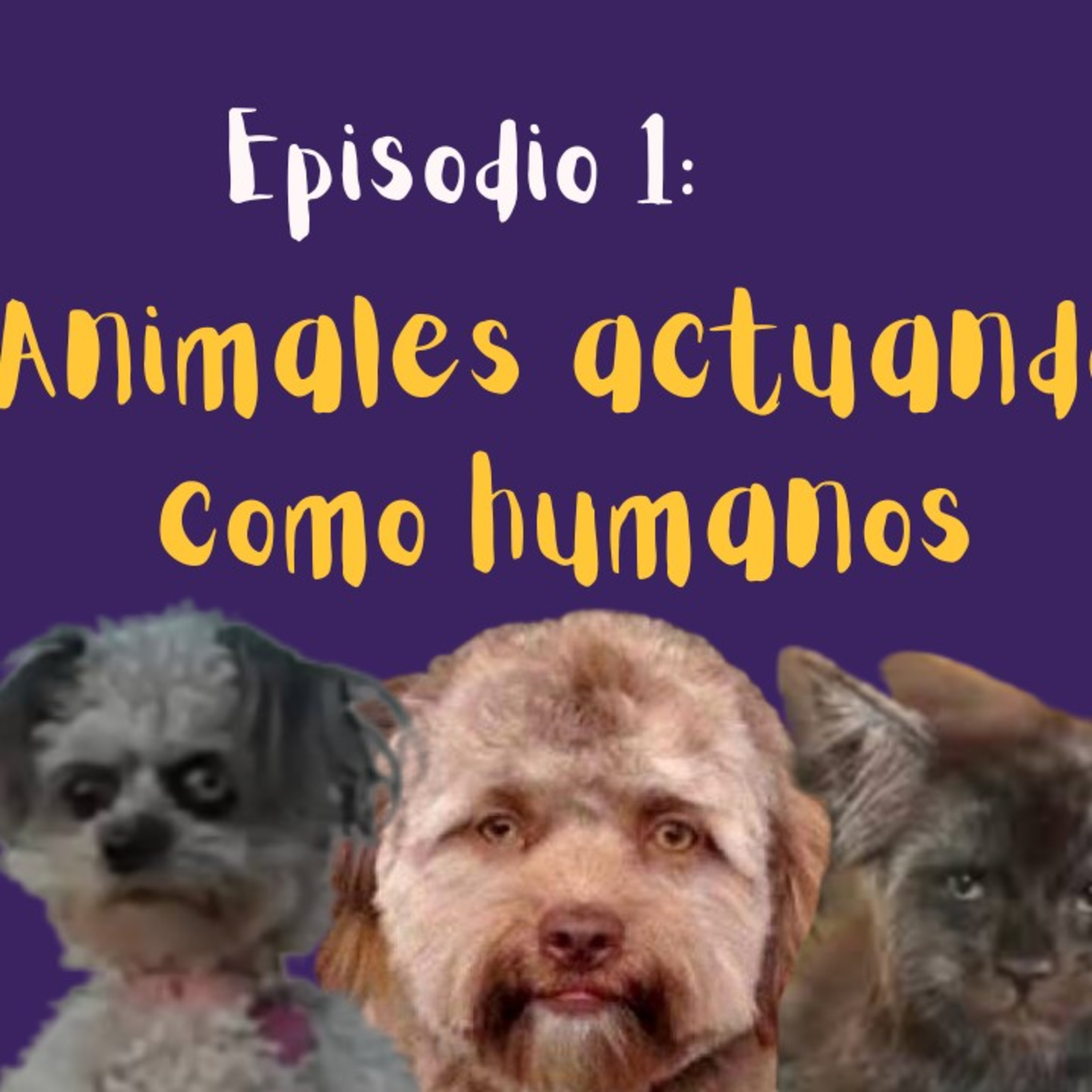 Episodio 1: Animales actuando como humanos  episode artwork
