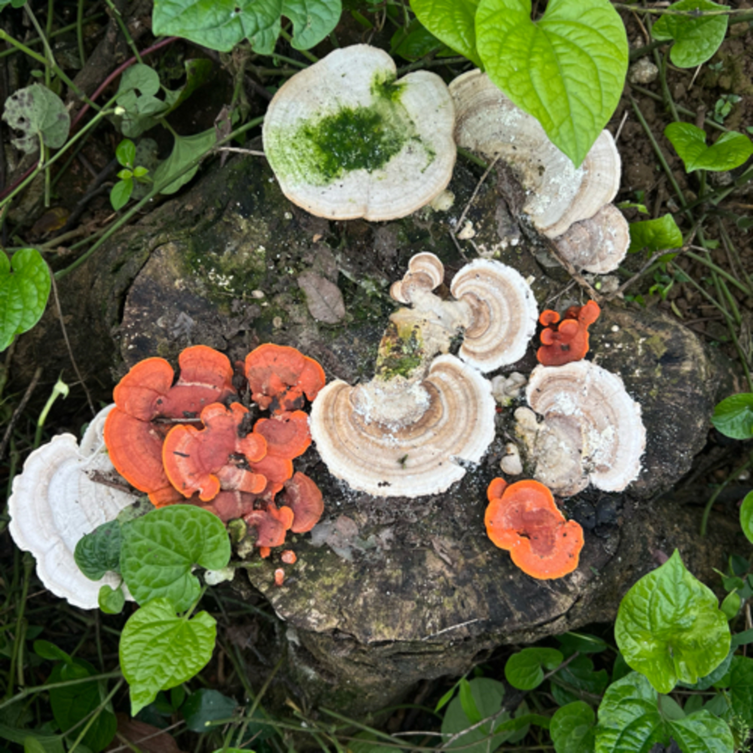Một Cây Tùng