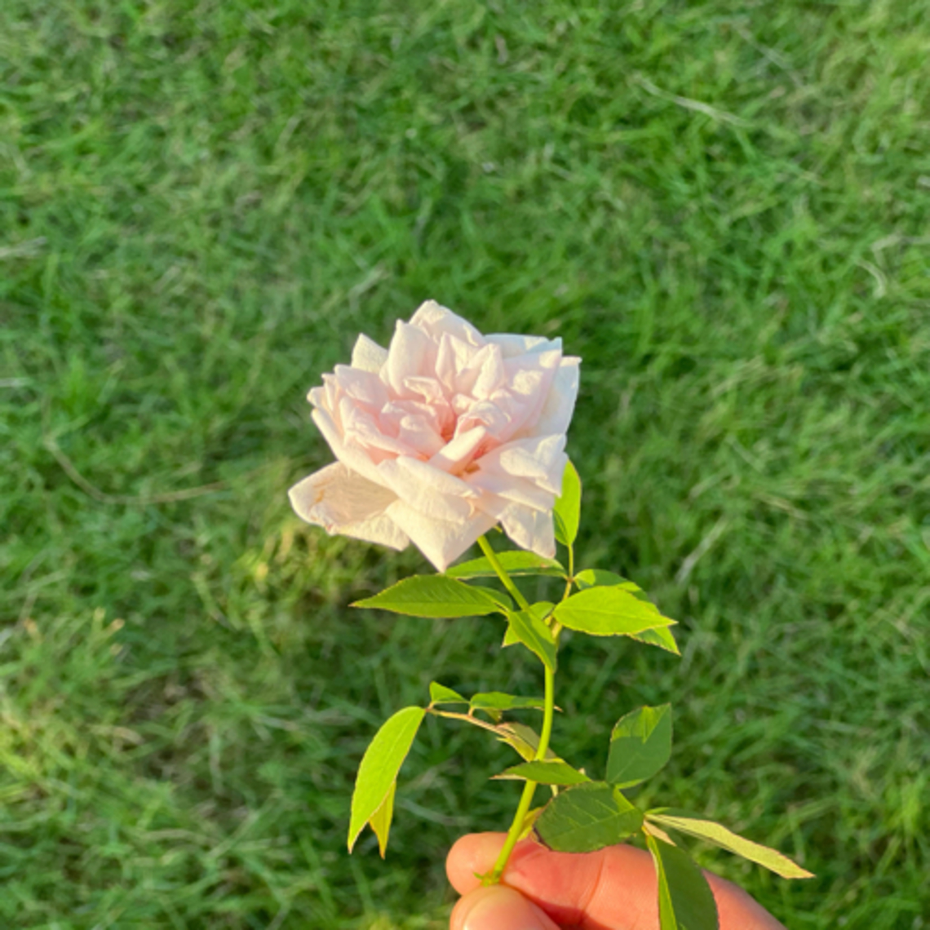 Một Cây Tùng