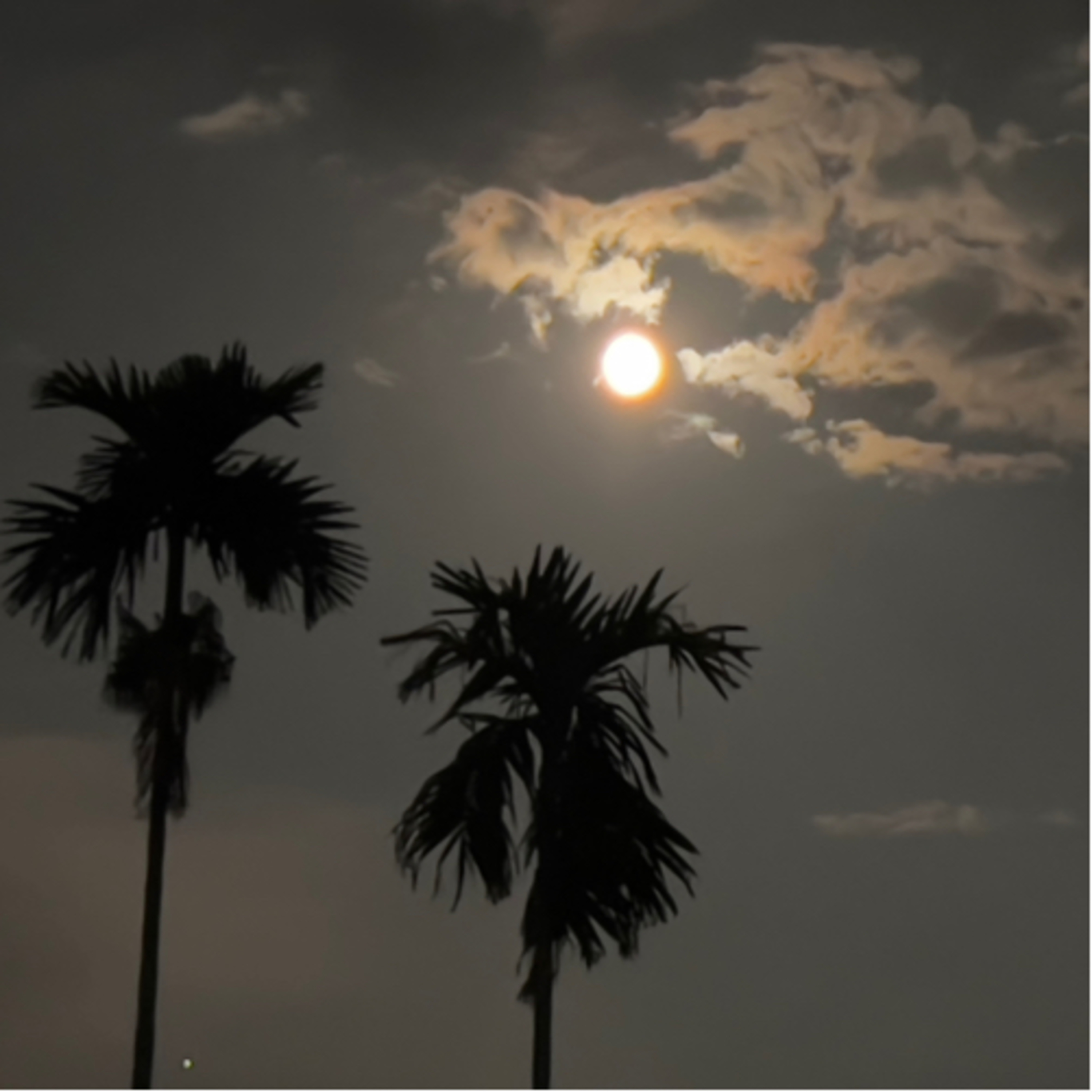 Một Cây Tùng