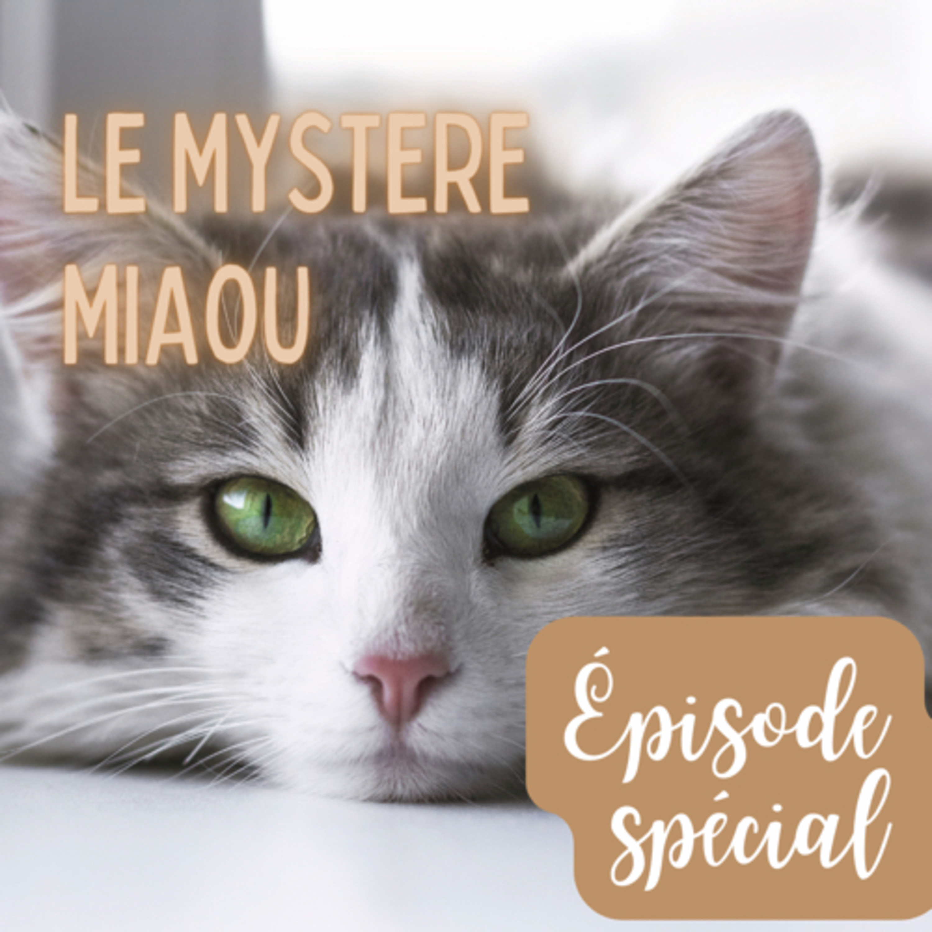 Le Mystère Miaou, un podcast de chats.