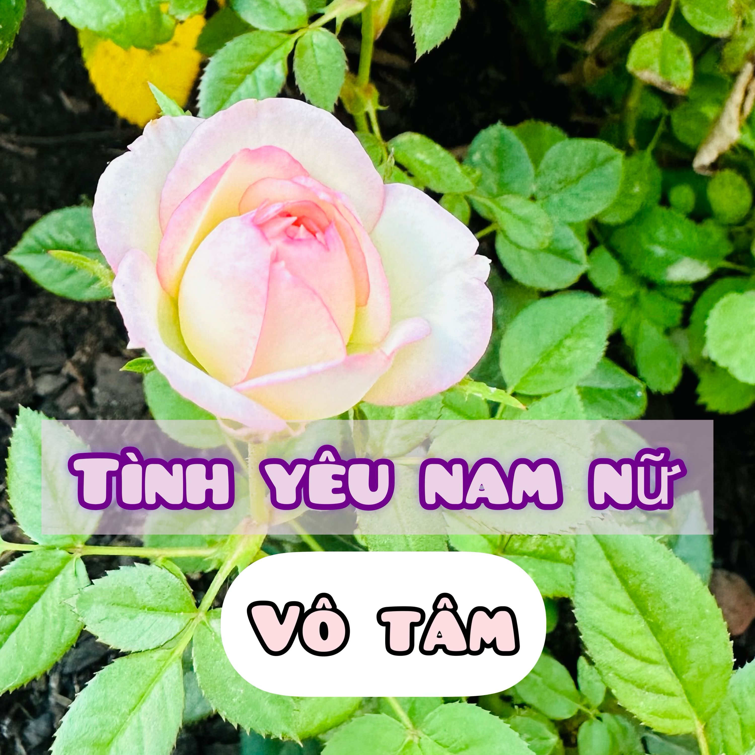 (Tình cảm nam nữ) #1 : Vô Tâm episode artwork