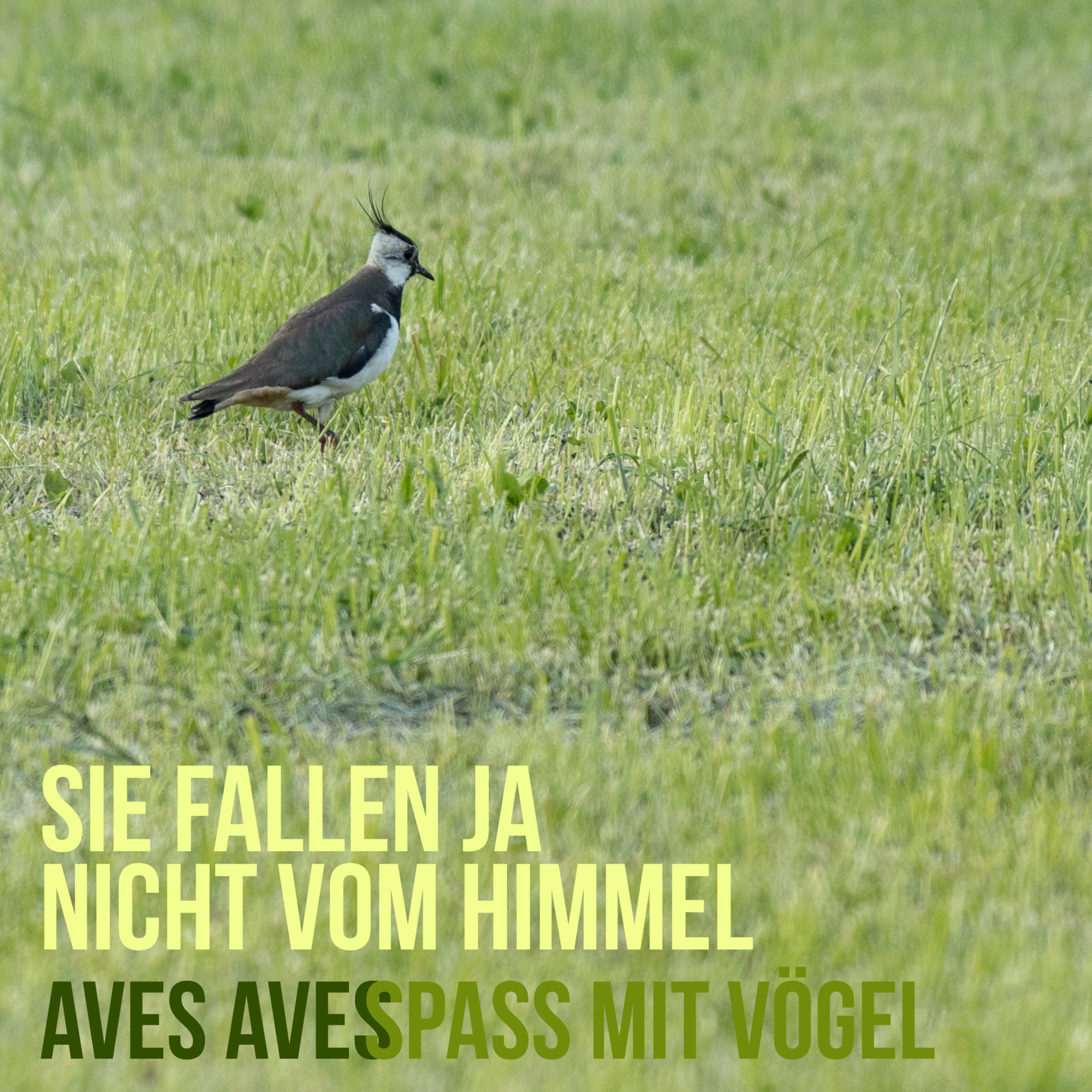 Aves Aves - Spass mit Vögel